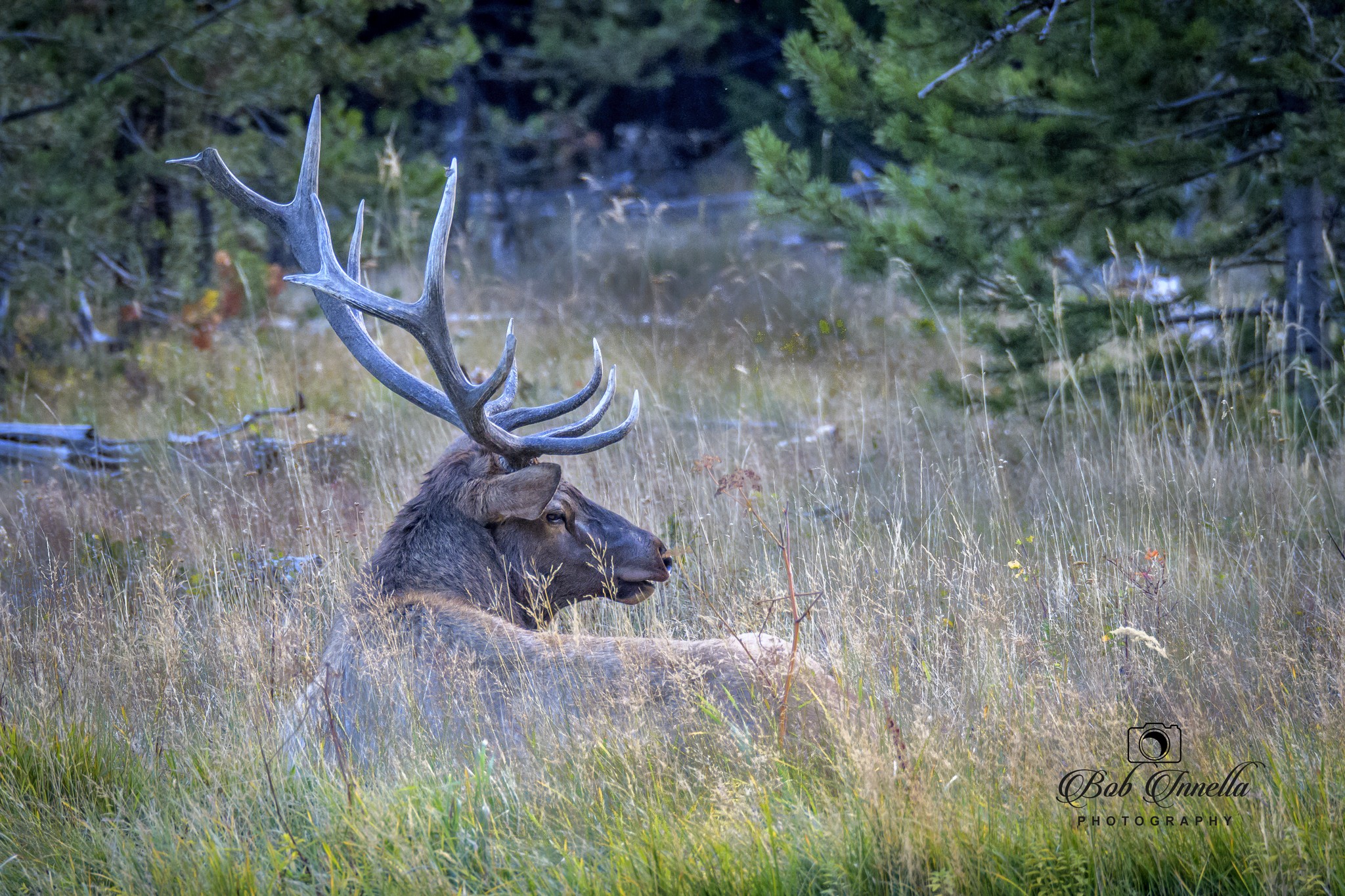 Bull Elk Resting -  by Buckmaster
