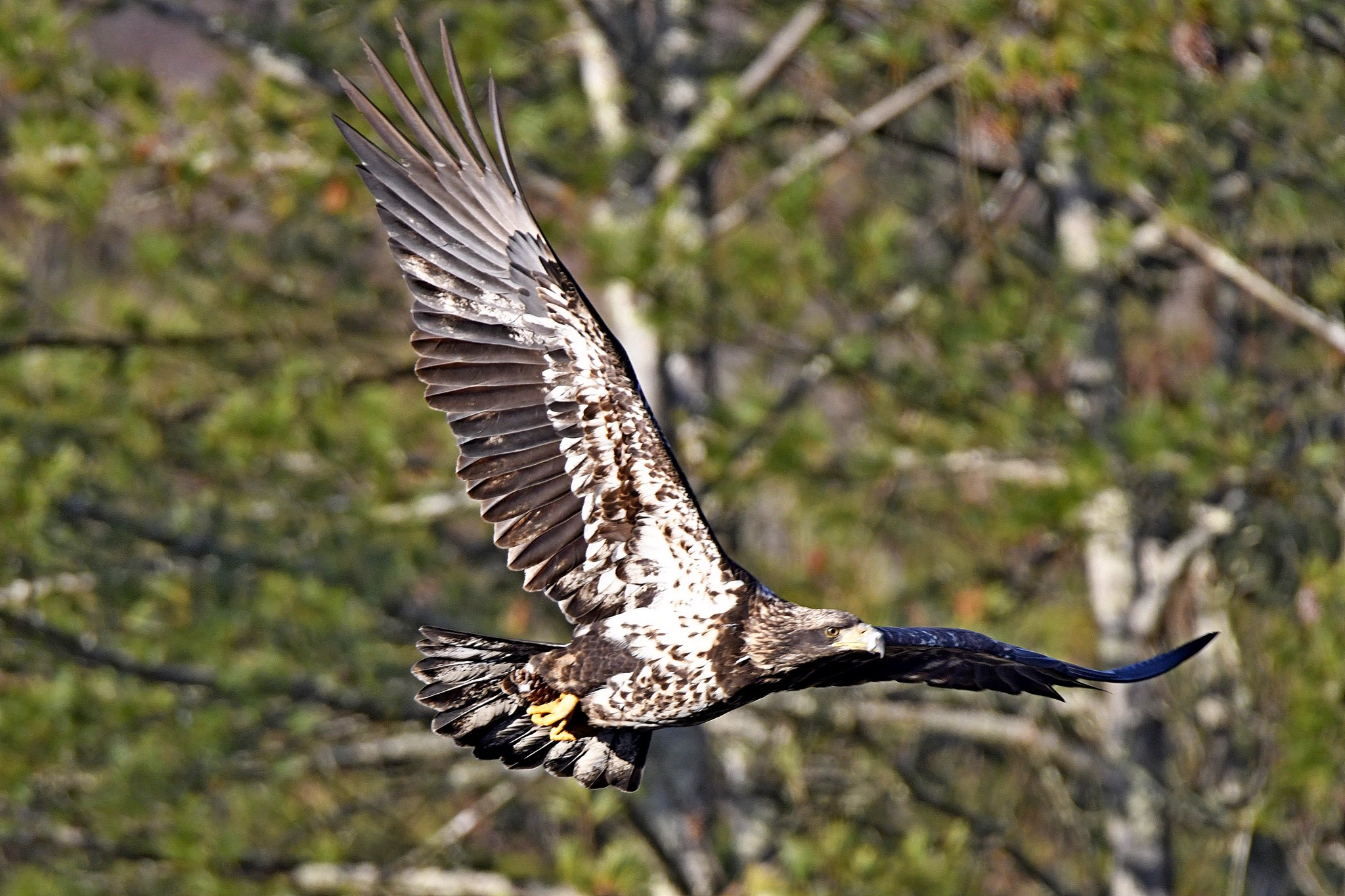 Eagle_9373 - Juvenile Bald Eagle in Flight On Mongaup River, NY by Buckmaster
