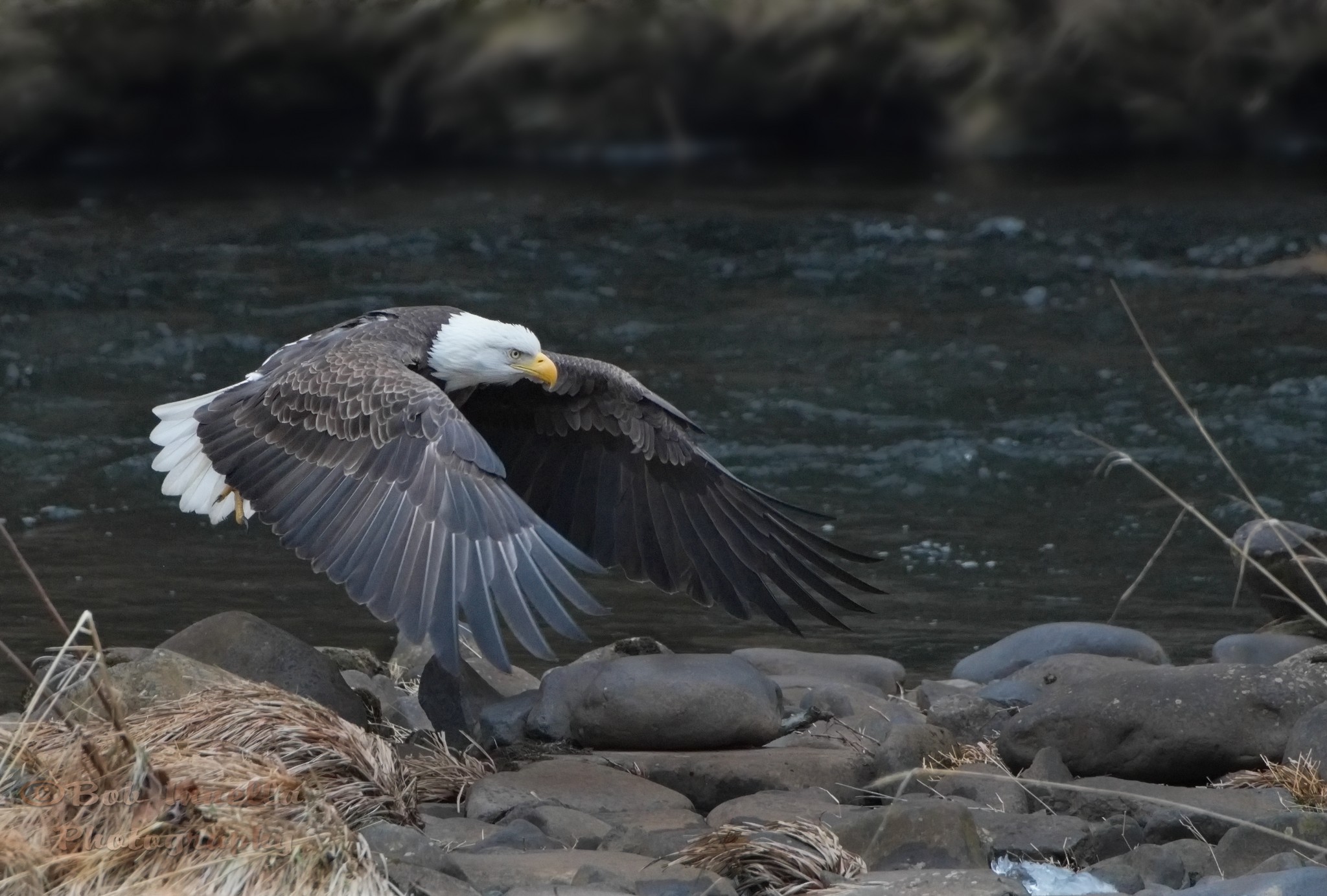Eagle_3285 - Bald Eagle Along The Mongaup River, Rio, NY by Buckmaster