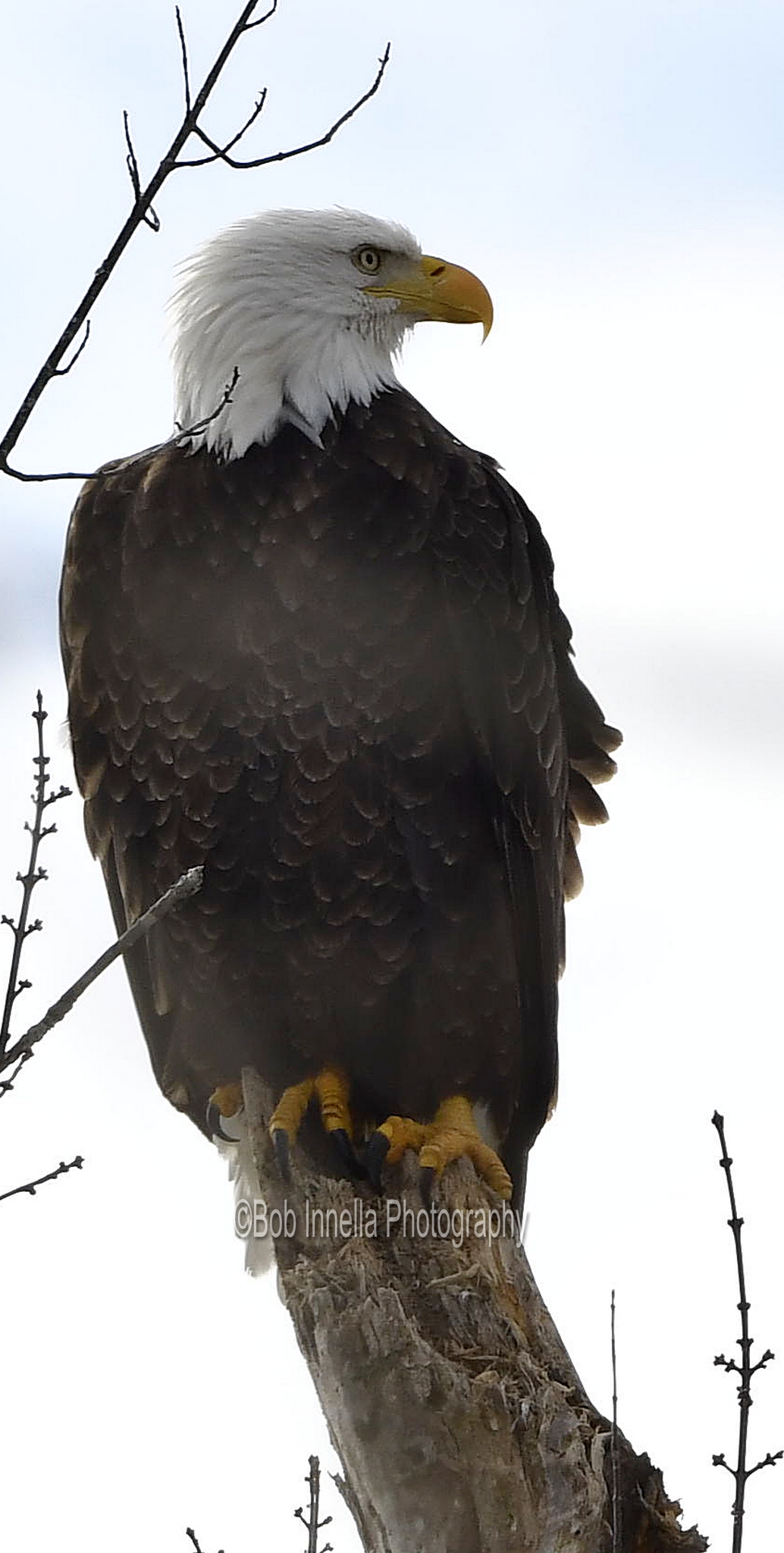 Eagle_2505 - Bald Eagle in Tree on The Delaware River, Tusten, Ny by Buckmaster