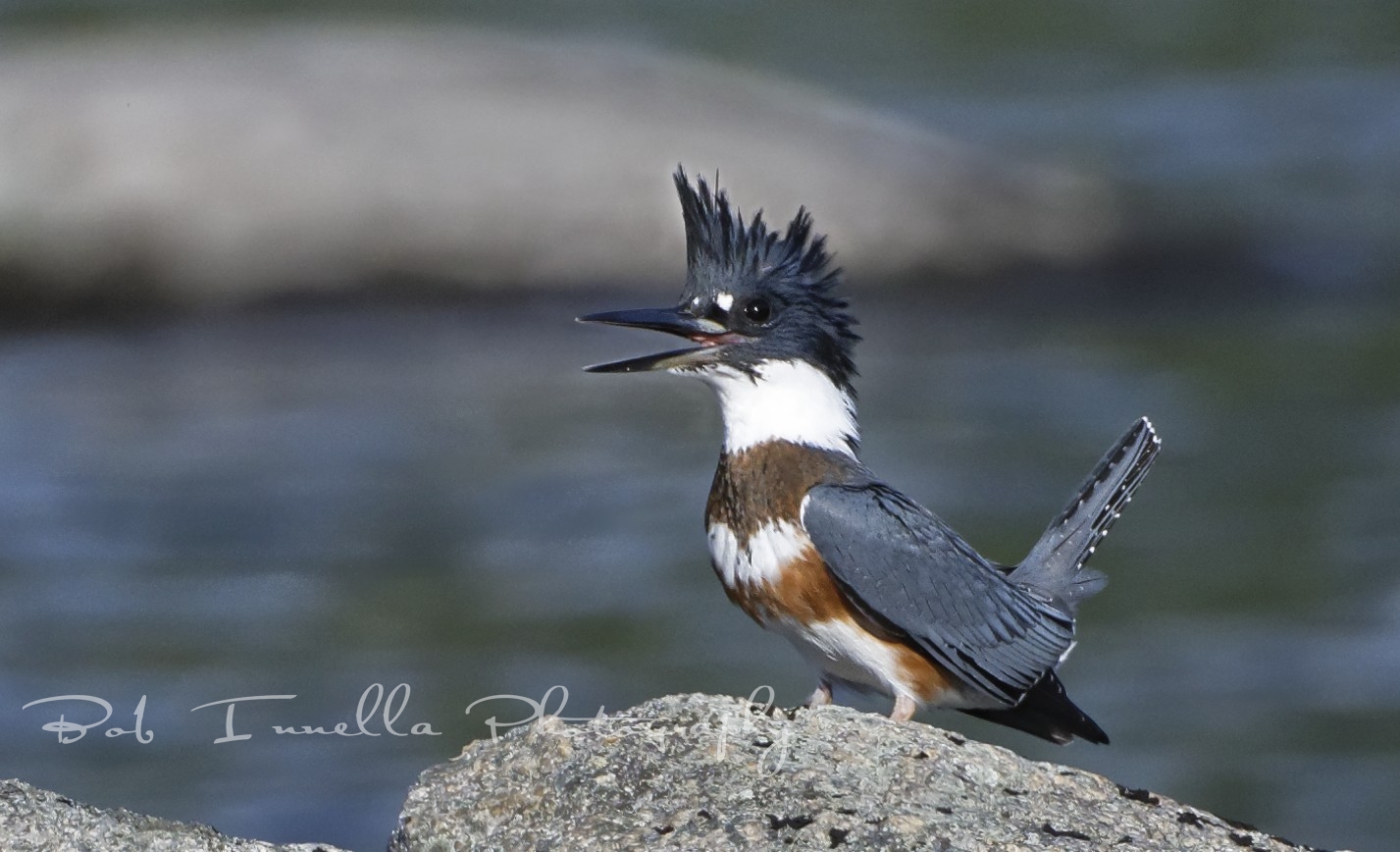 Belted Kingfisher - Northern Maine by Buckmaster
