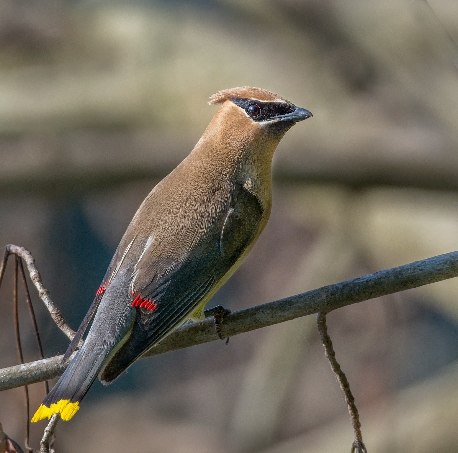 Cedar Waxwing - Photographed a museum of these on the Delaware River, Dingmans, Pa 2017 by Buckmaster