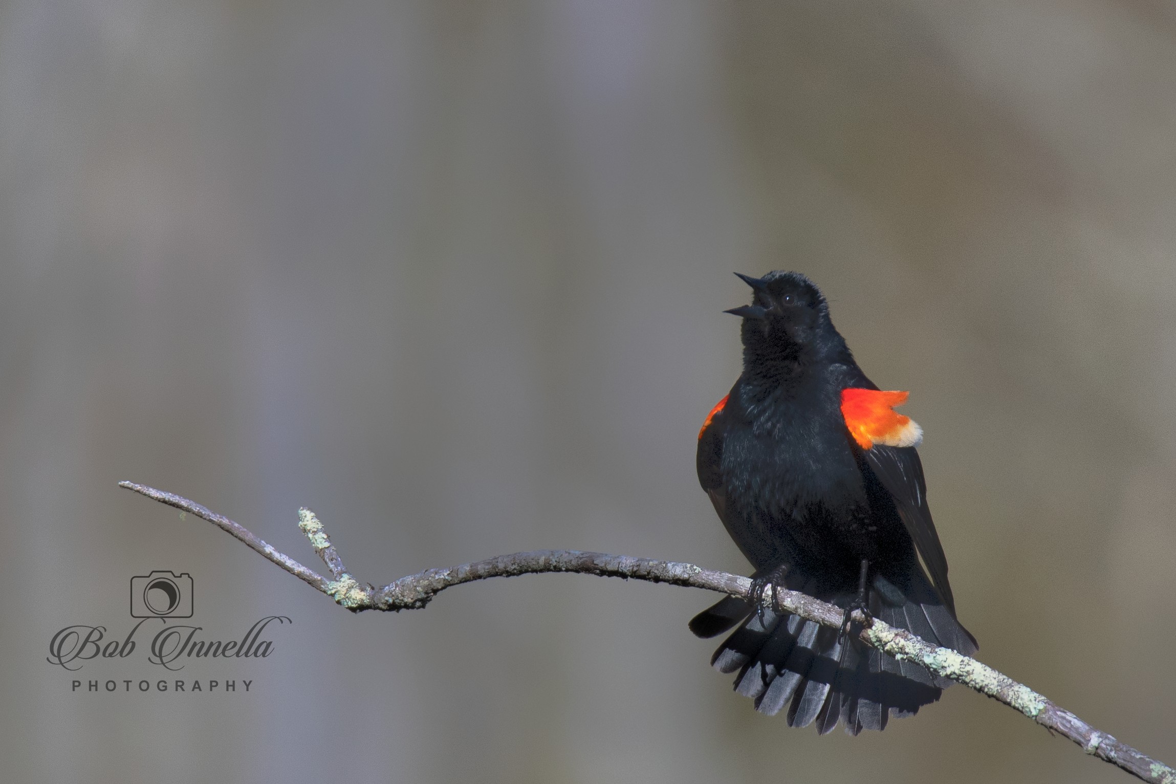 Red_wing_Blackbird -  by Buckmaster