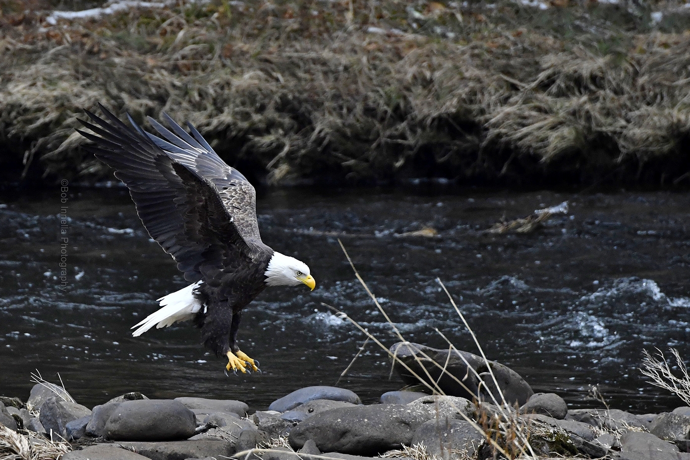 Eagle_9374 - Bald Eagle, Mongaup River, Rio,NY by Buckmaster