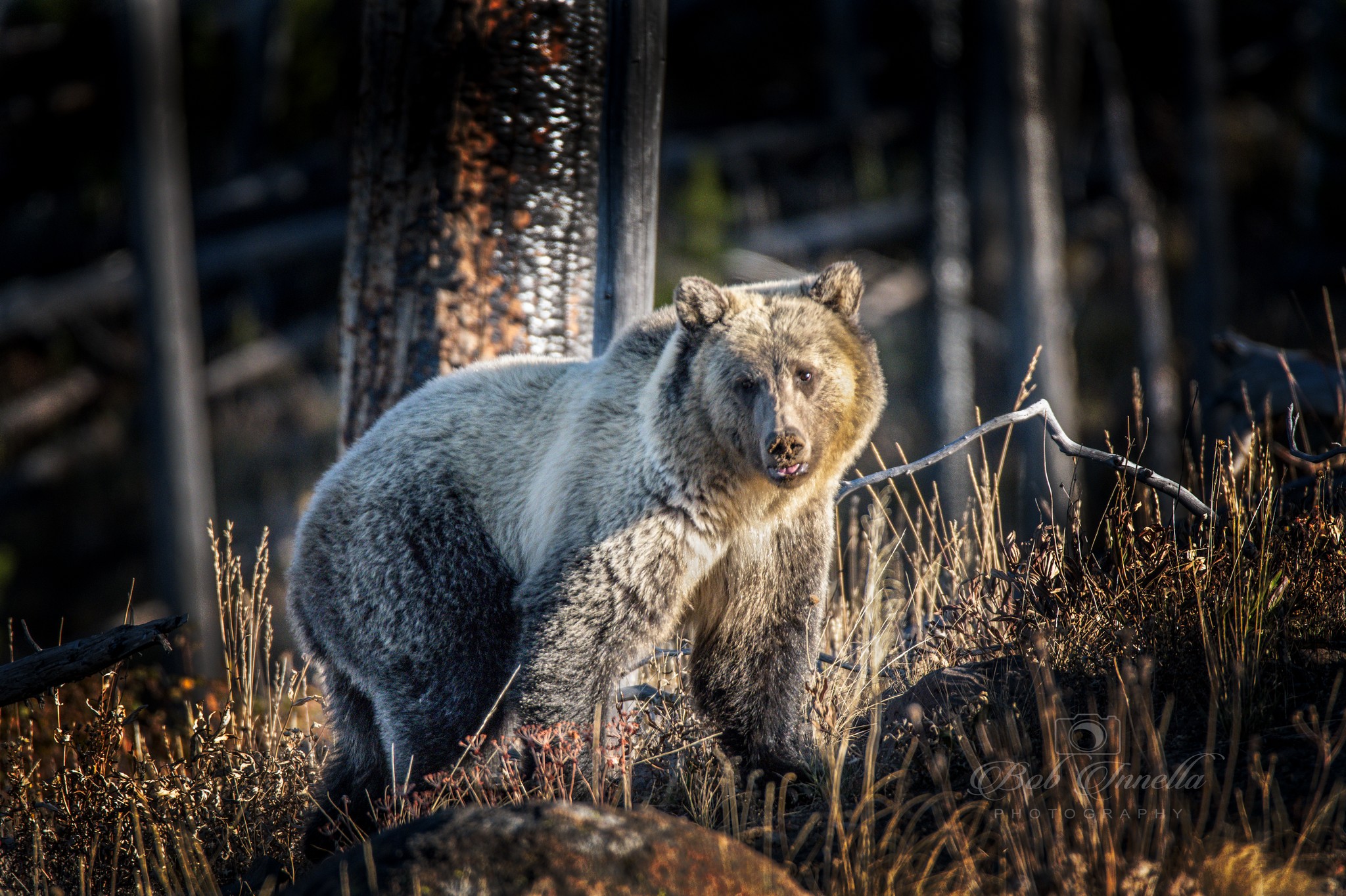 Grizzly Bear Taken In Wyoming 2018 -  by Buckmaster