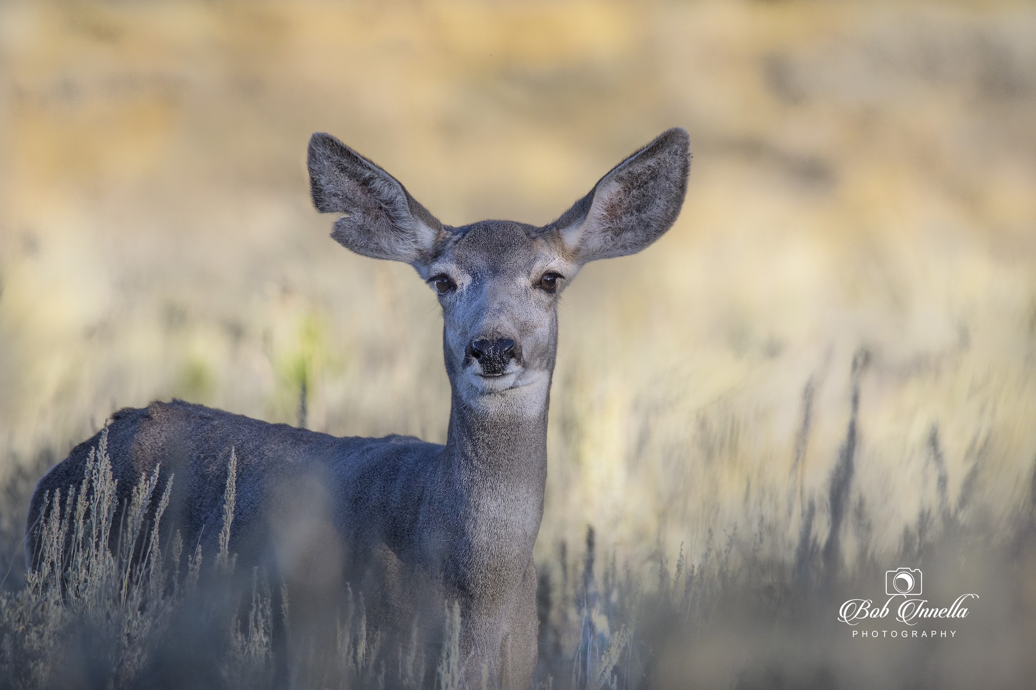 Mule Deer Doe Feeding in Wyoming 2018 -  by Buckmaster