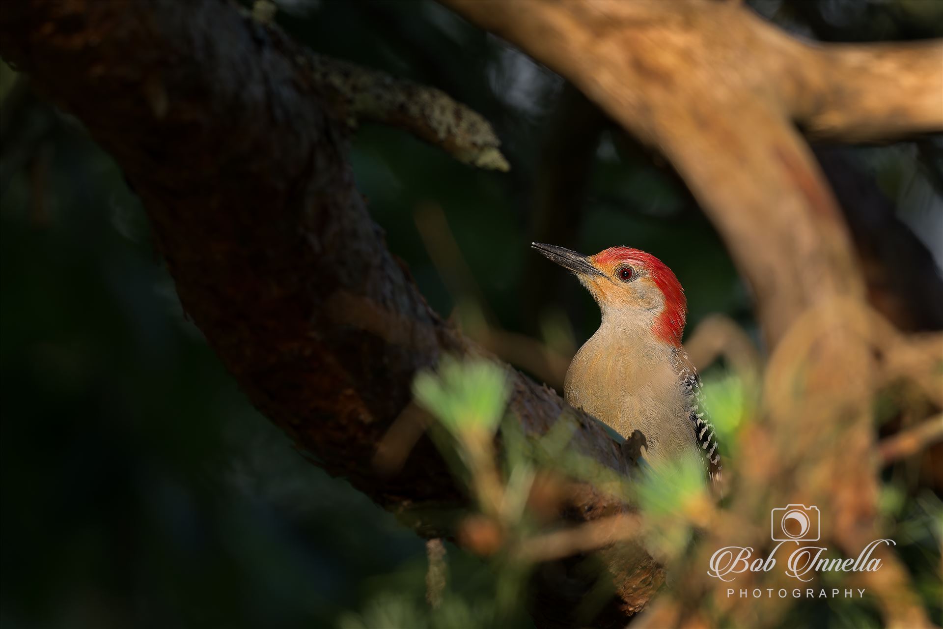 Red Bellied Woodpecker -  by Buckmaster