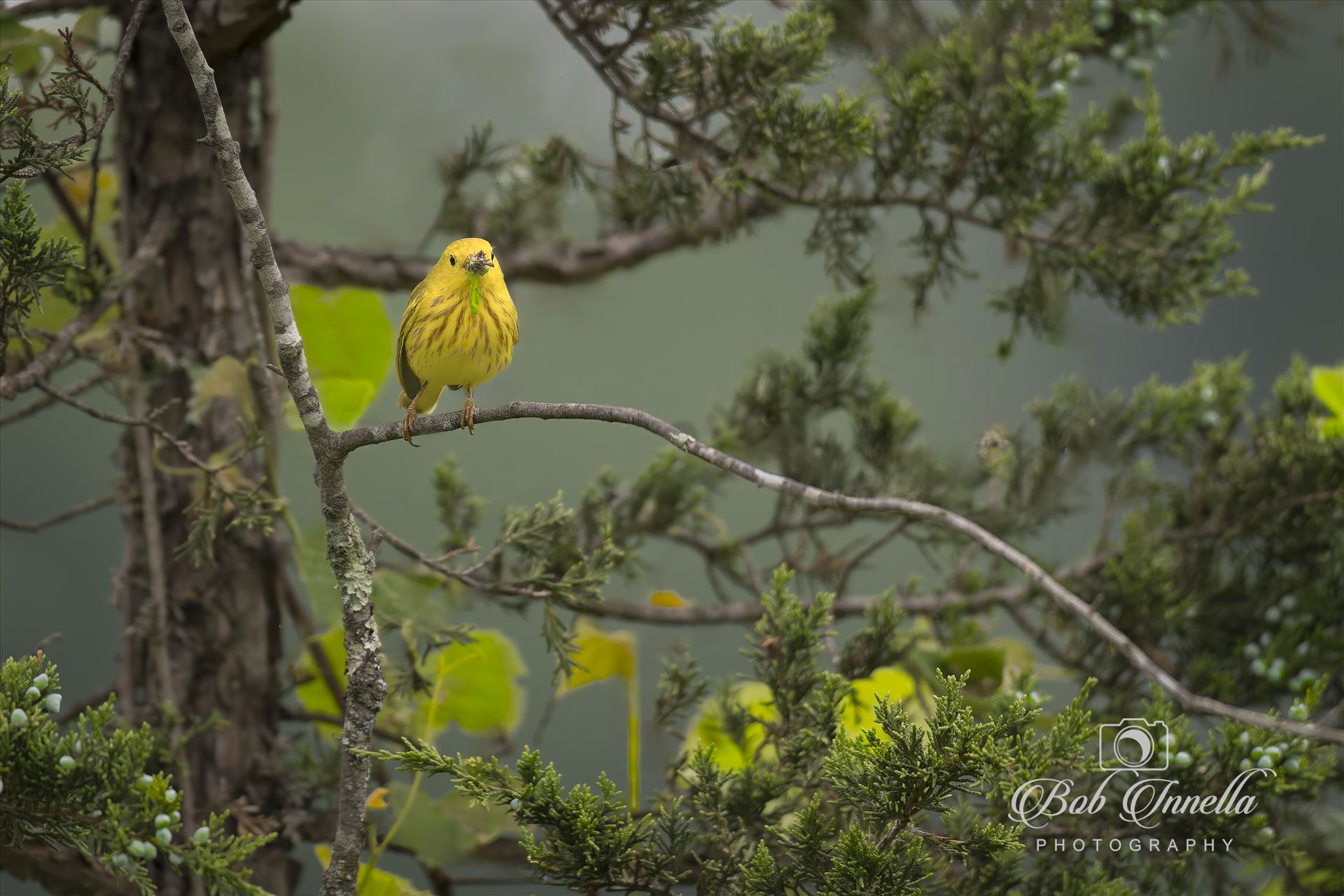 Yellow Warbler Male -  by Buckmaster