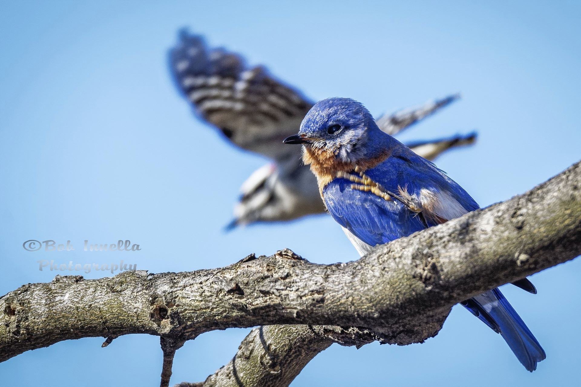 Eastern Bluebird - With A Downy Woodpecker Flying In Background. From The Wilds Of Pennsylvania by Buckmaster