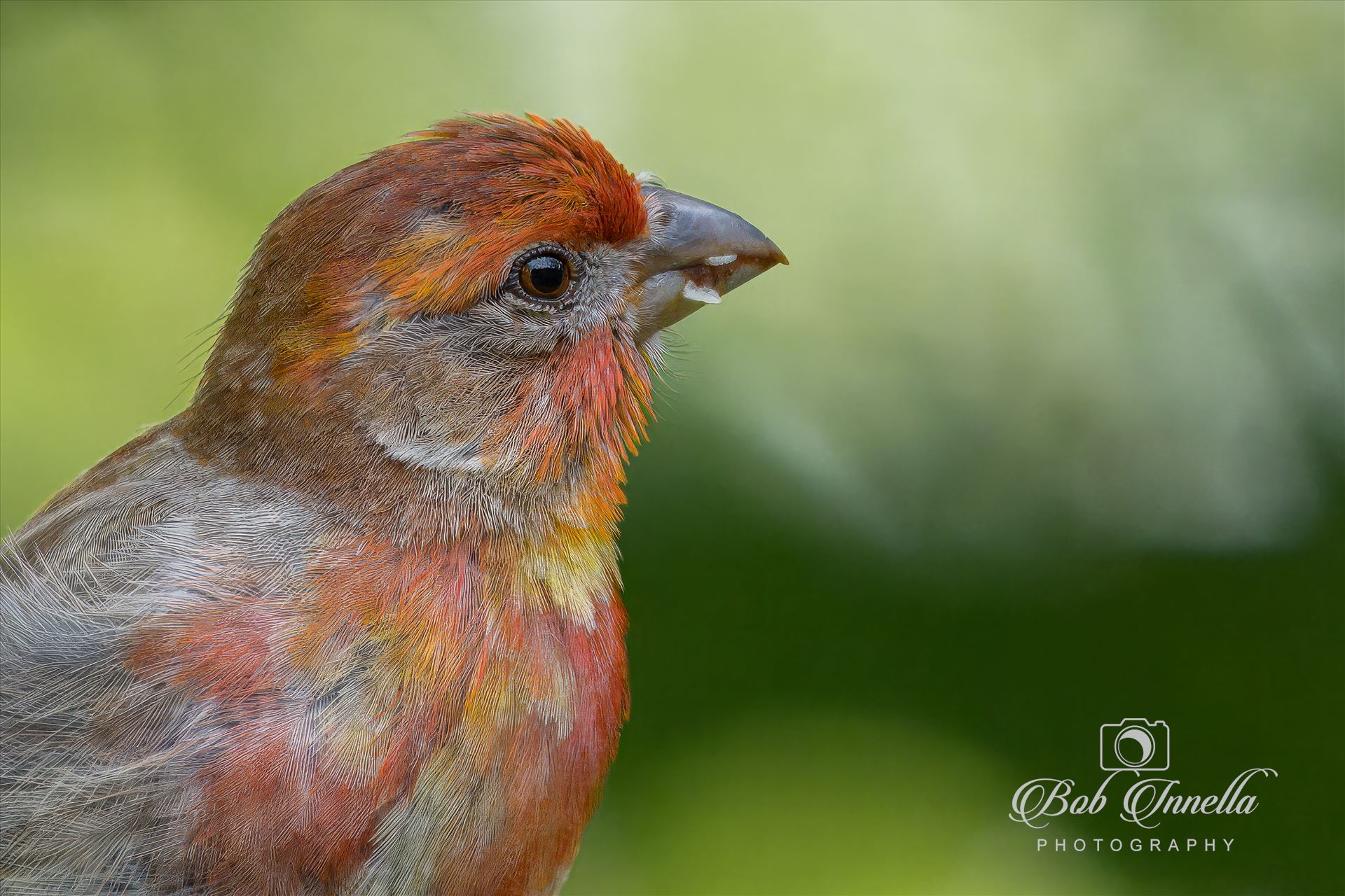 House Finch Portrait -  by Buckmaster