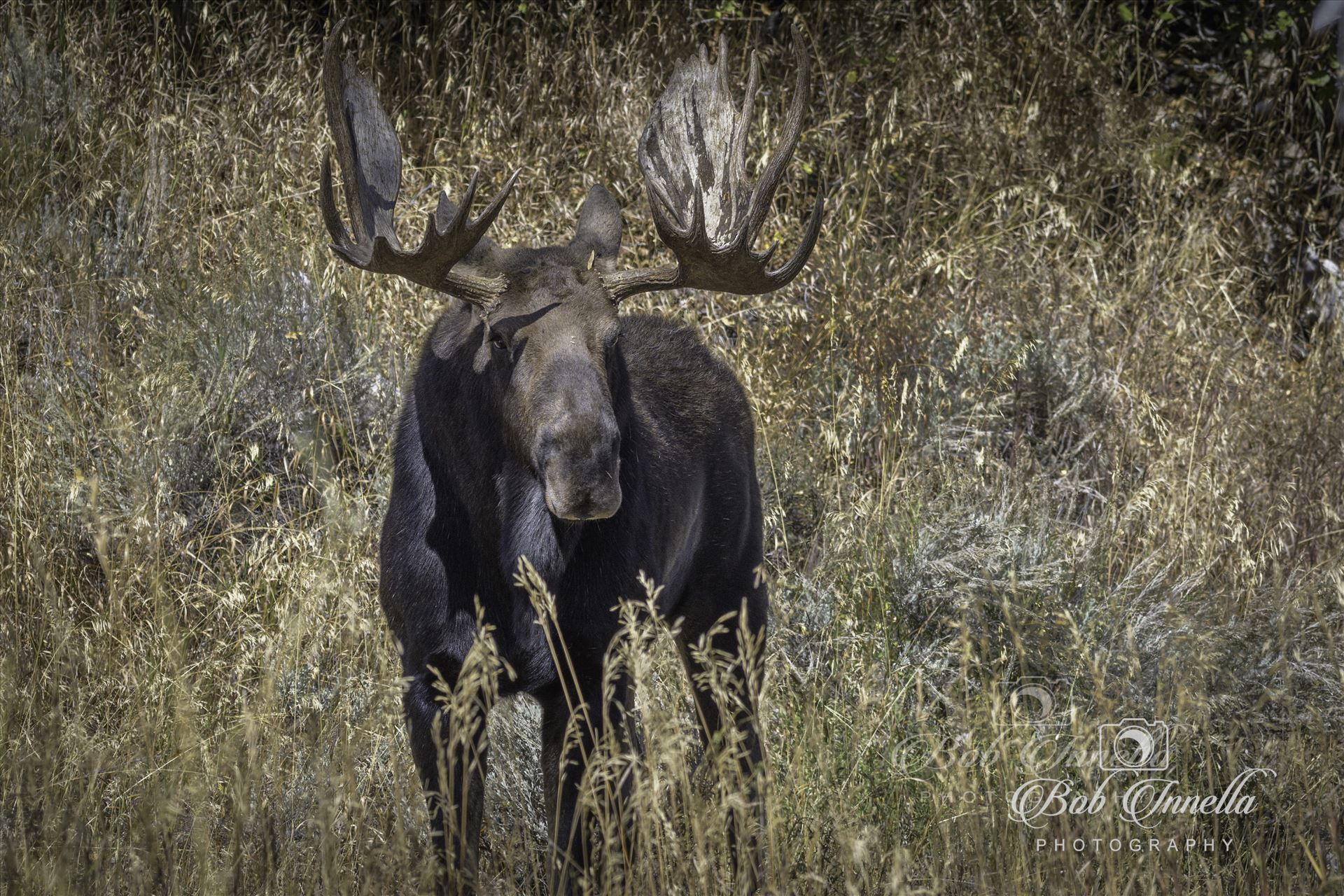 Bull Moose In The Shade -  by Buckmaster