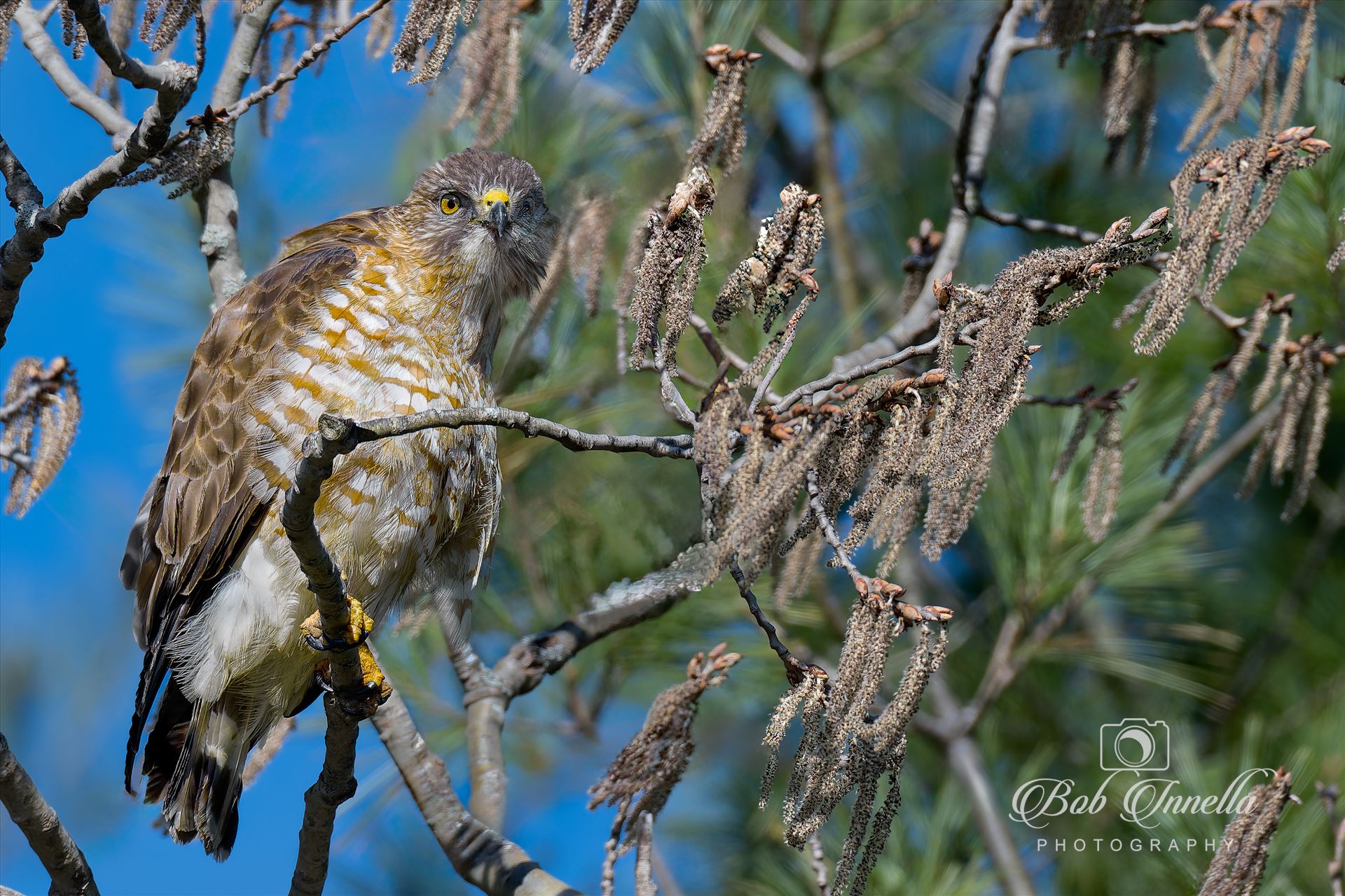 Hawk on a Steeeeek! -  by Buckmaster