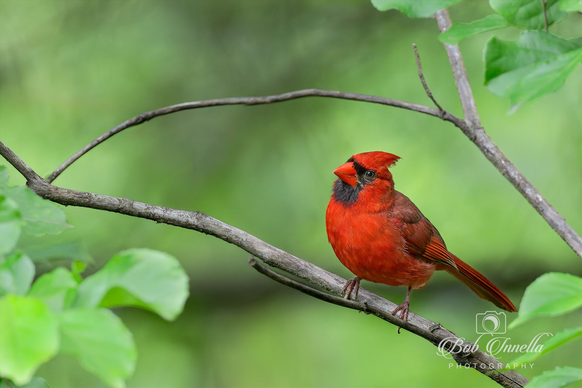 Northern Cardinal Male -  by Buckmaster