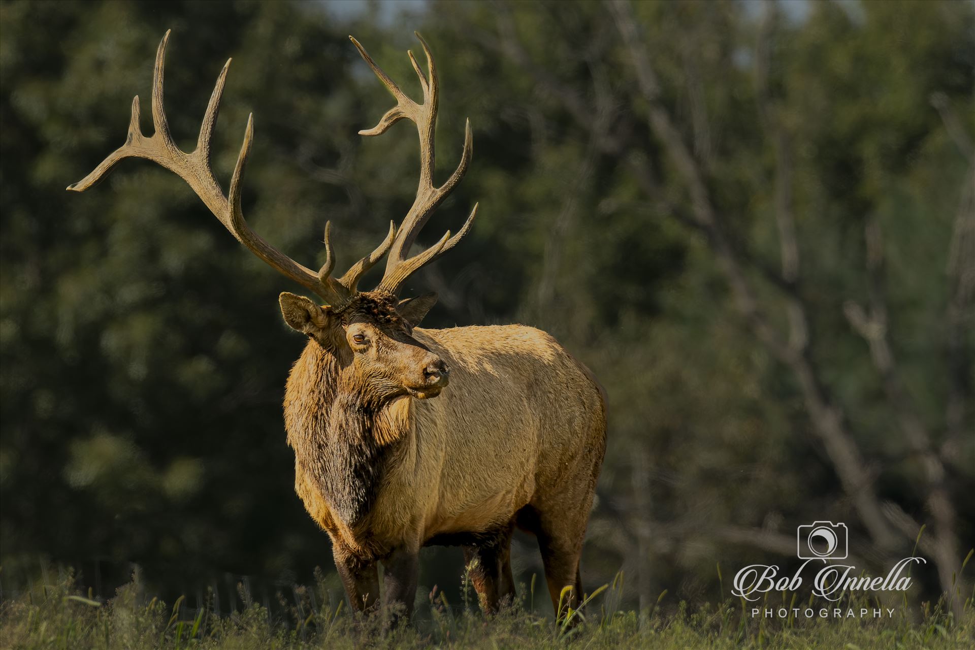 Sunrise Bull Elk -  by Buckmaster
