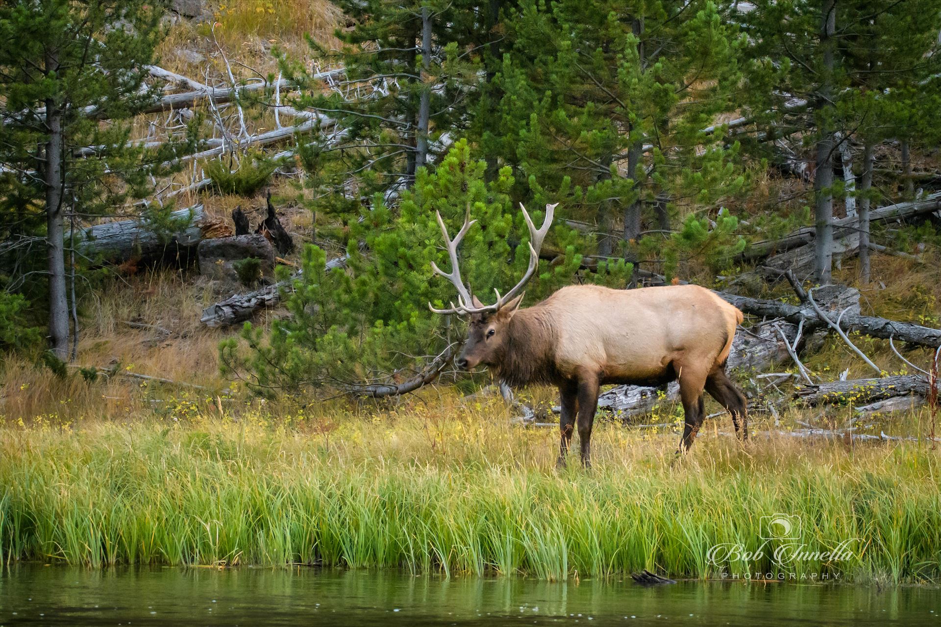 Bull Elk Along The Madison River, Wyoming - Tending To His Harem 2018 by Buckmaster