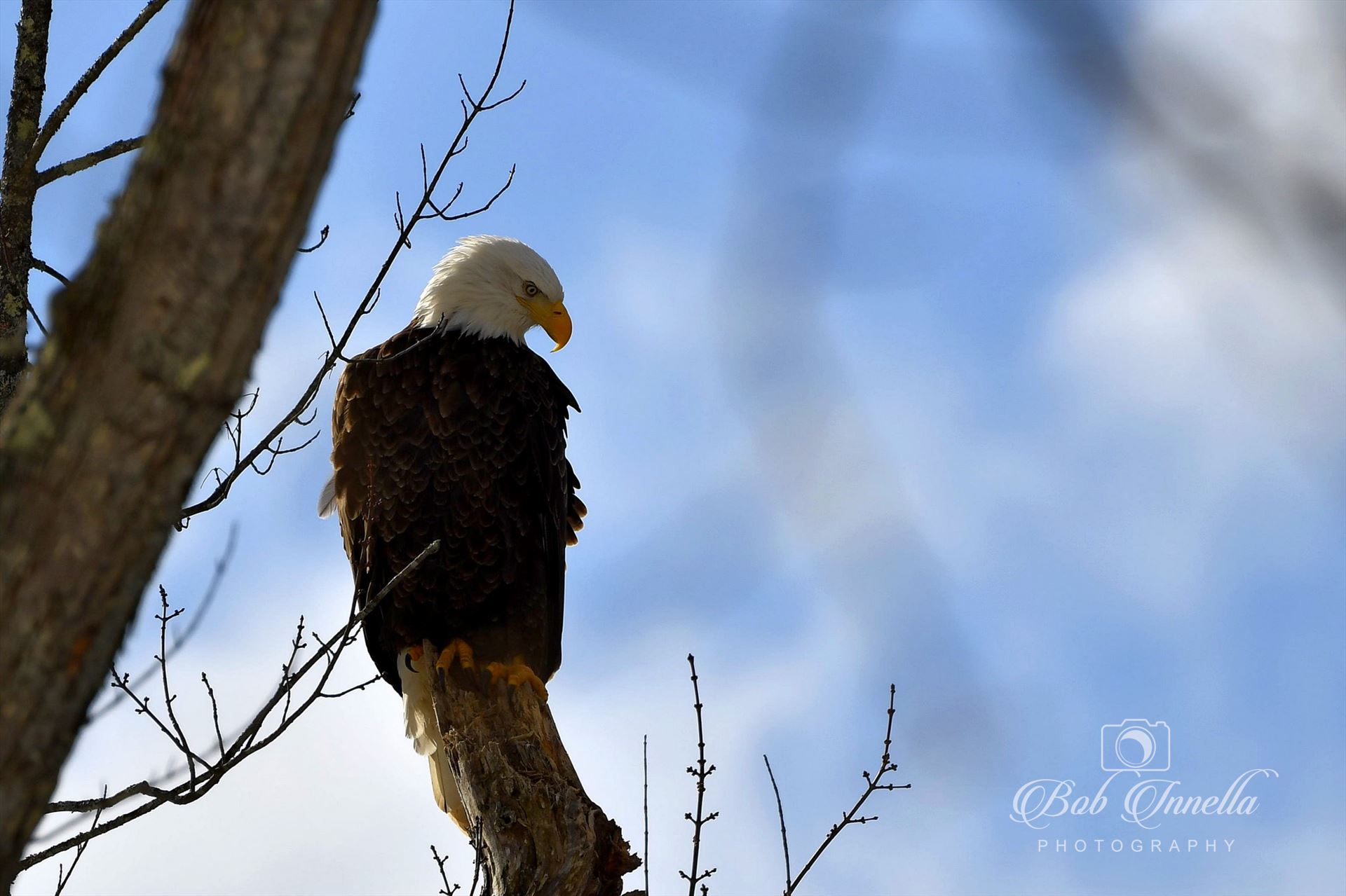 Bald Eagle with Blue Sky -  by Buckmaster