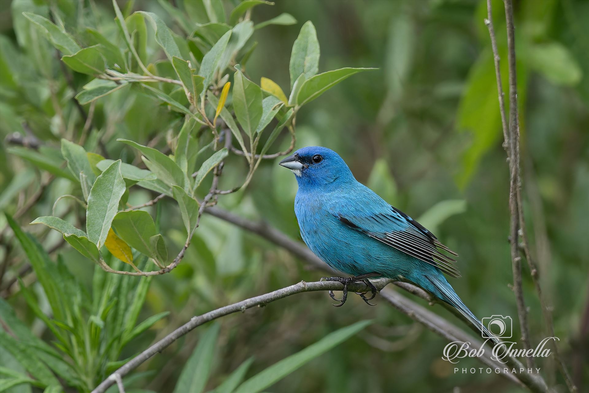 Indigo Bunting -  by Buckmaster