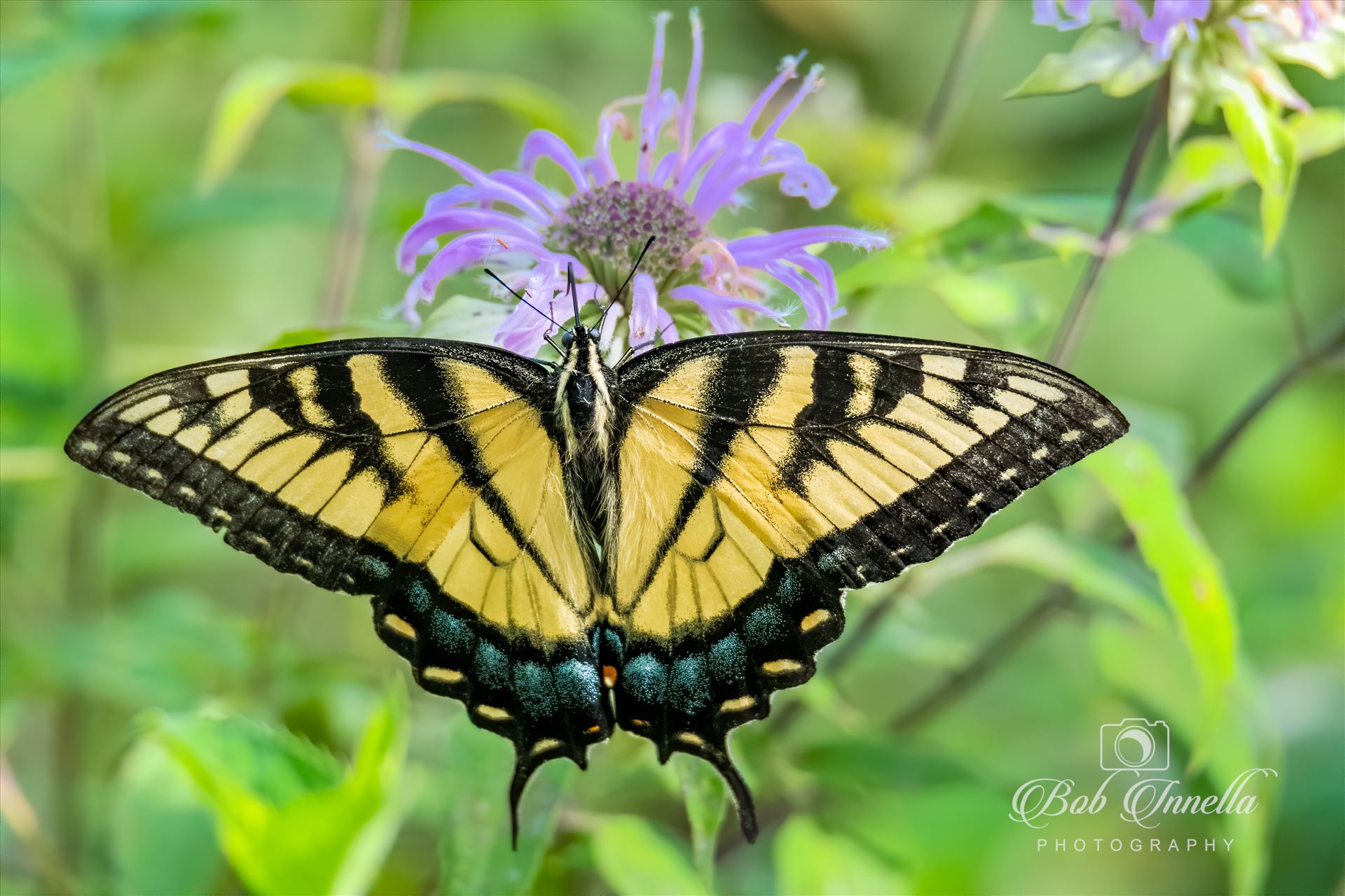 Yellow Swallowtail -  by Buckmaster