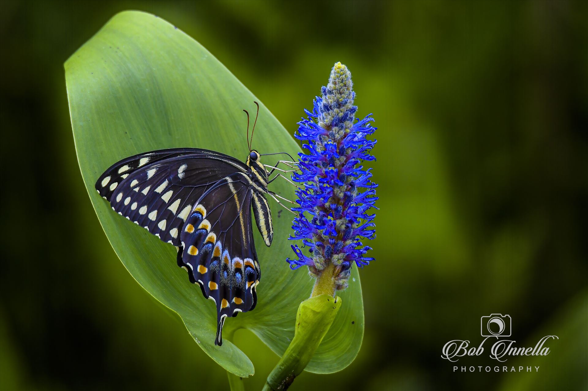 Black Swallowtail on Blue Flower and Green Leaf -  by Buckmaster