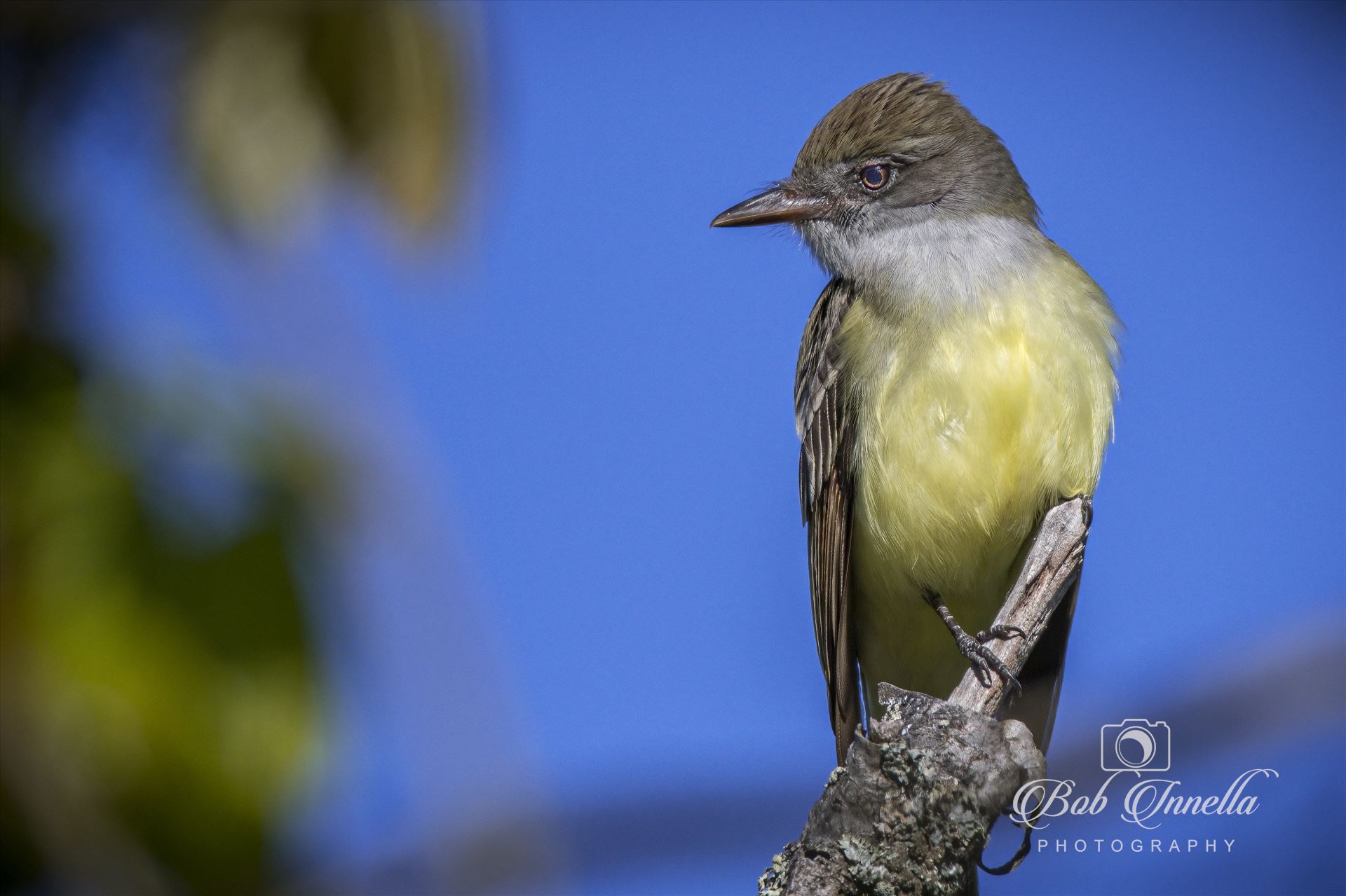 Olive Sided Flycatcher -  by Buckmaster