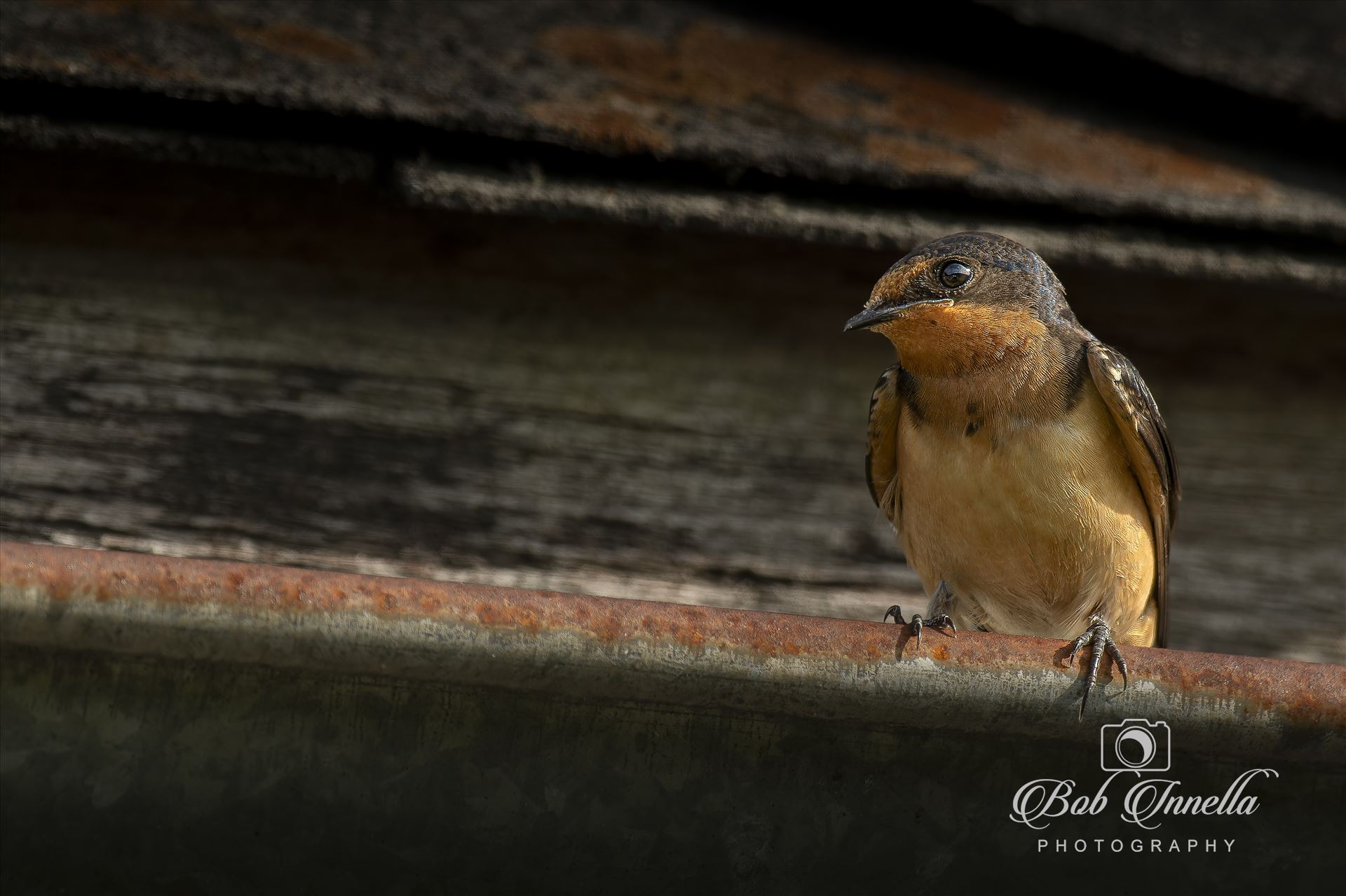 Barn Swallow on an Old Barn -  by Buckmaster