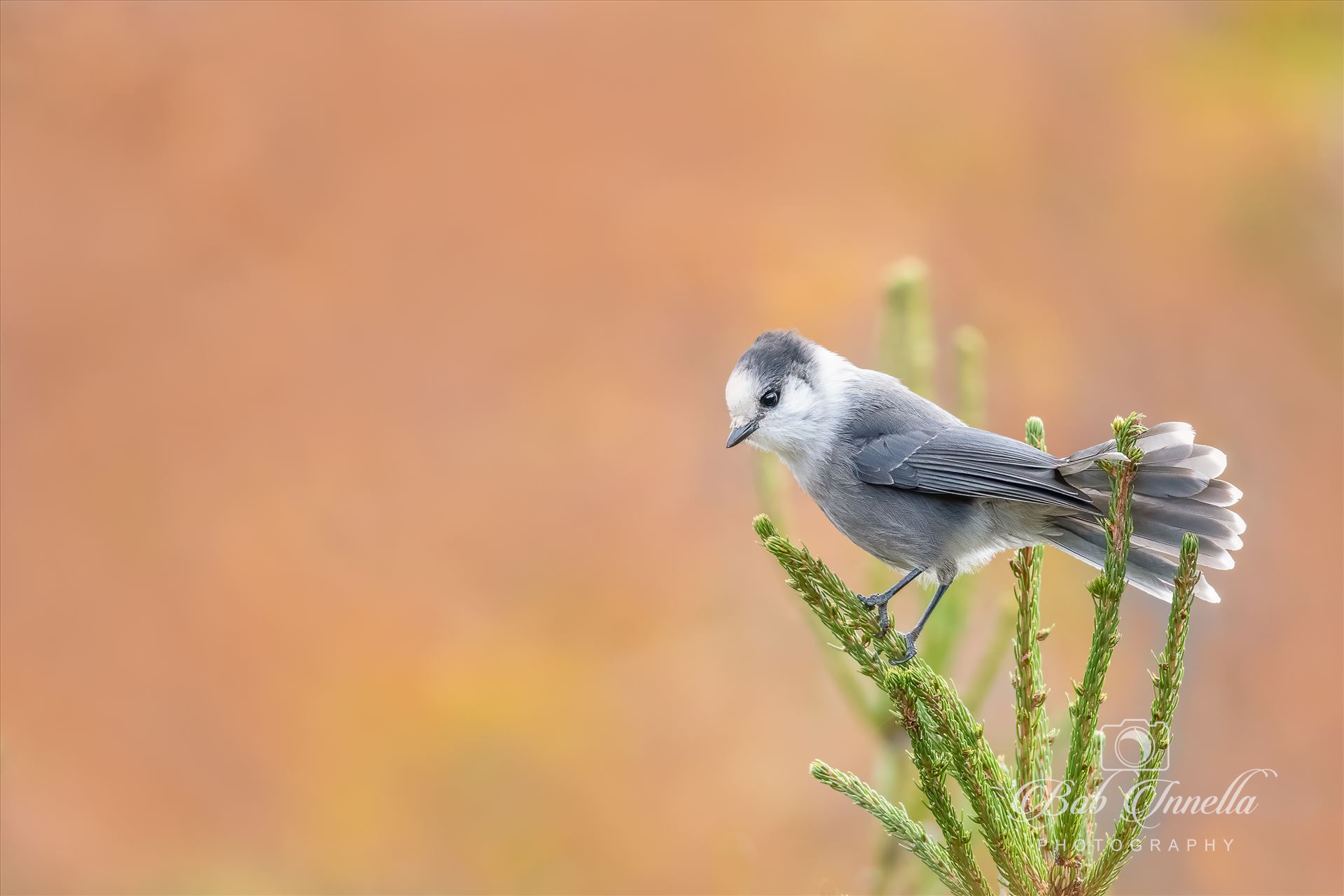 Gray Jay Perched On Top Of Pine Tree -  by Buckmaster