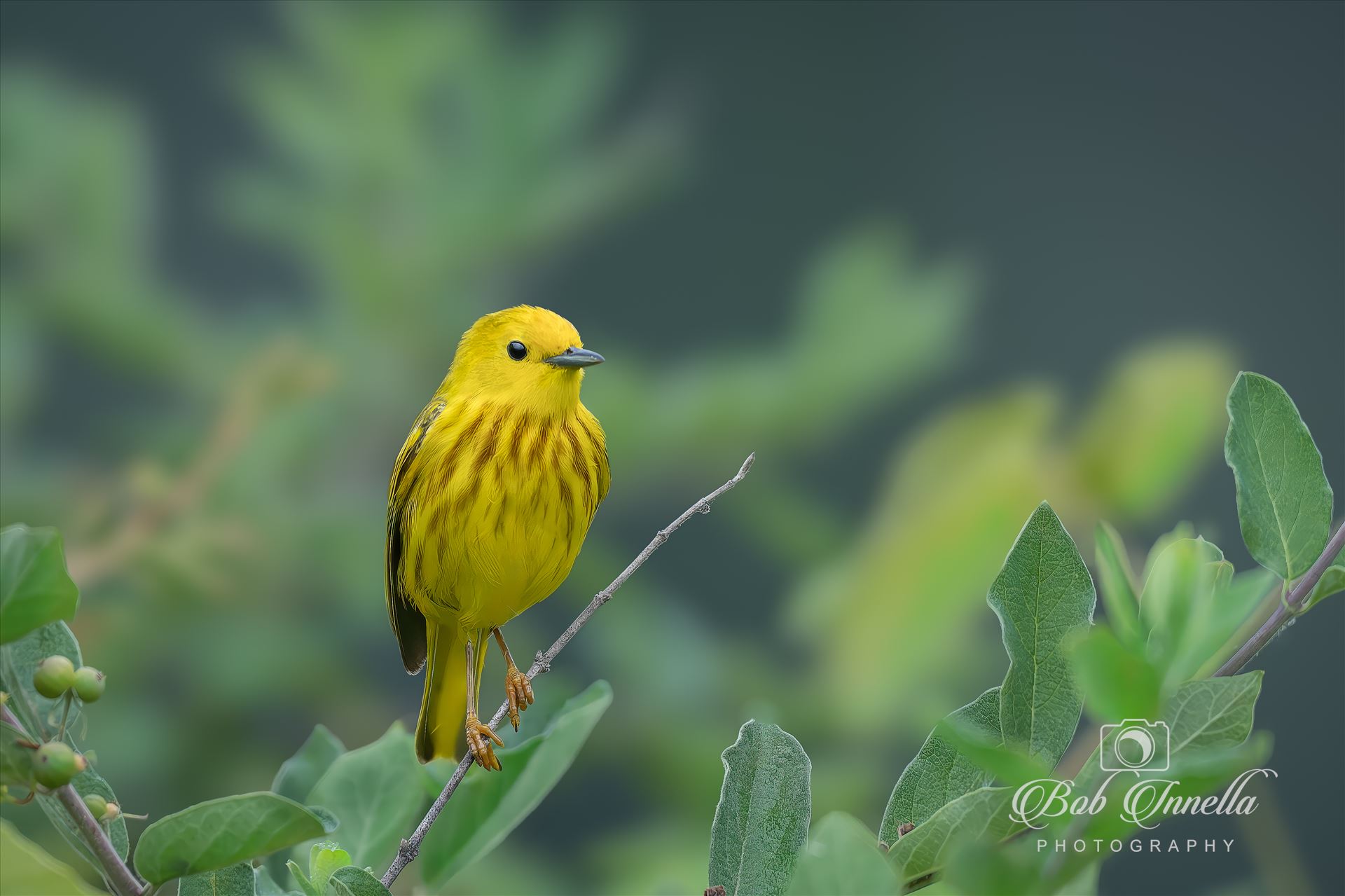 Yellow Warbler Male -  by Buckmaster