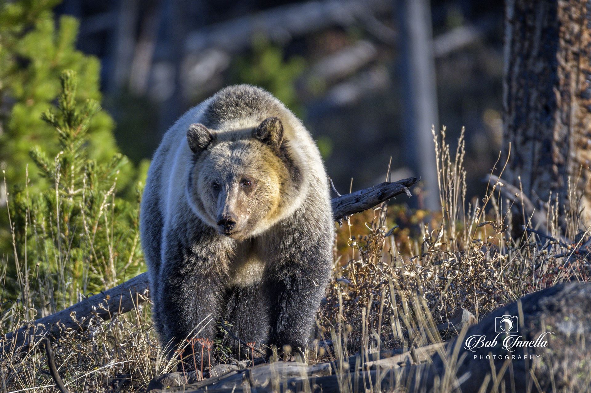 Grizzly Bear taken in Wyoming 2018 -  by Buckmaster
