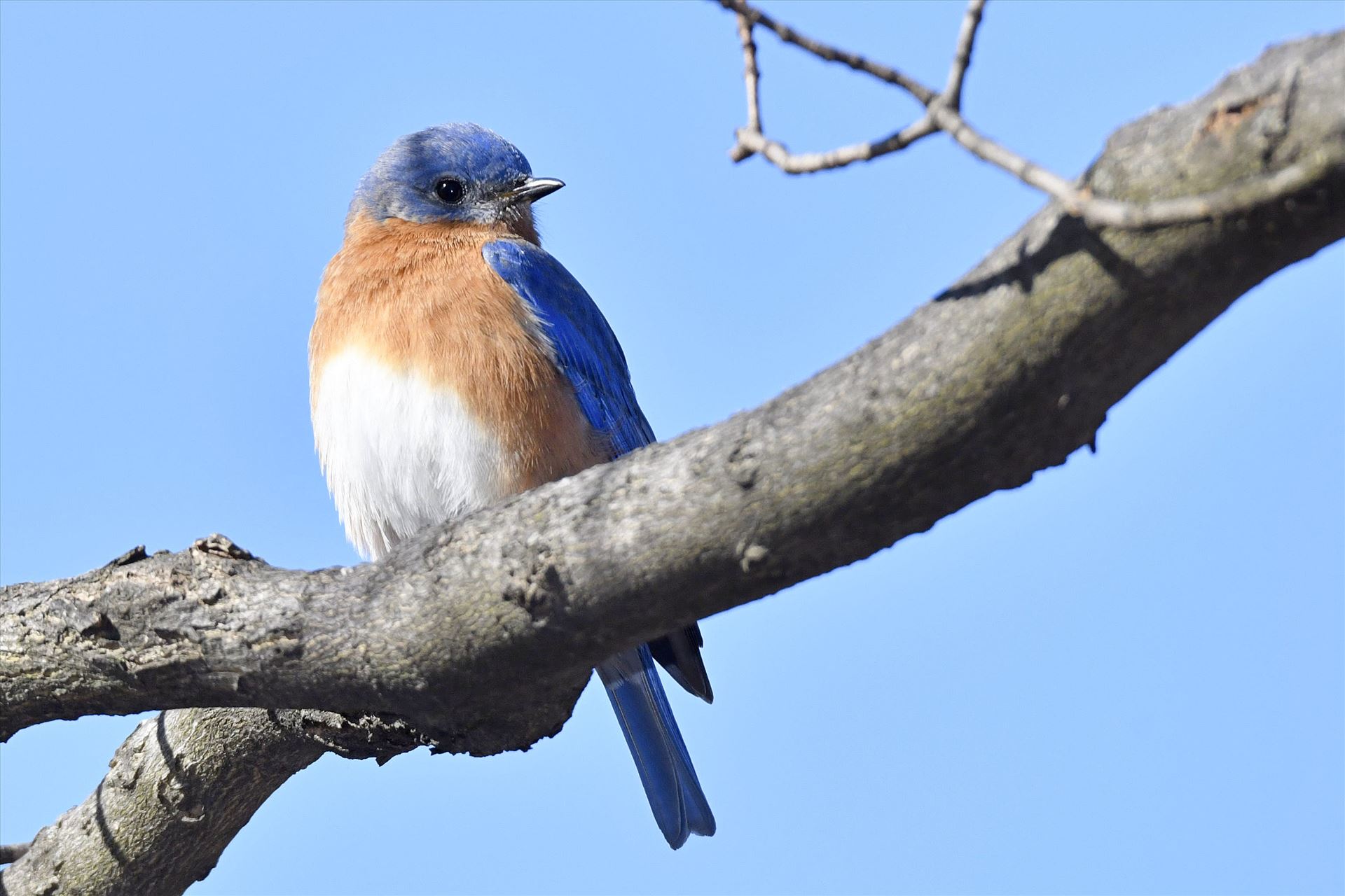 Bluebird2 - Taken in the Wilds of Pennsylvania by Buckmaster