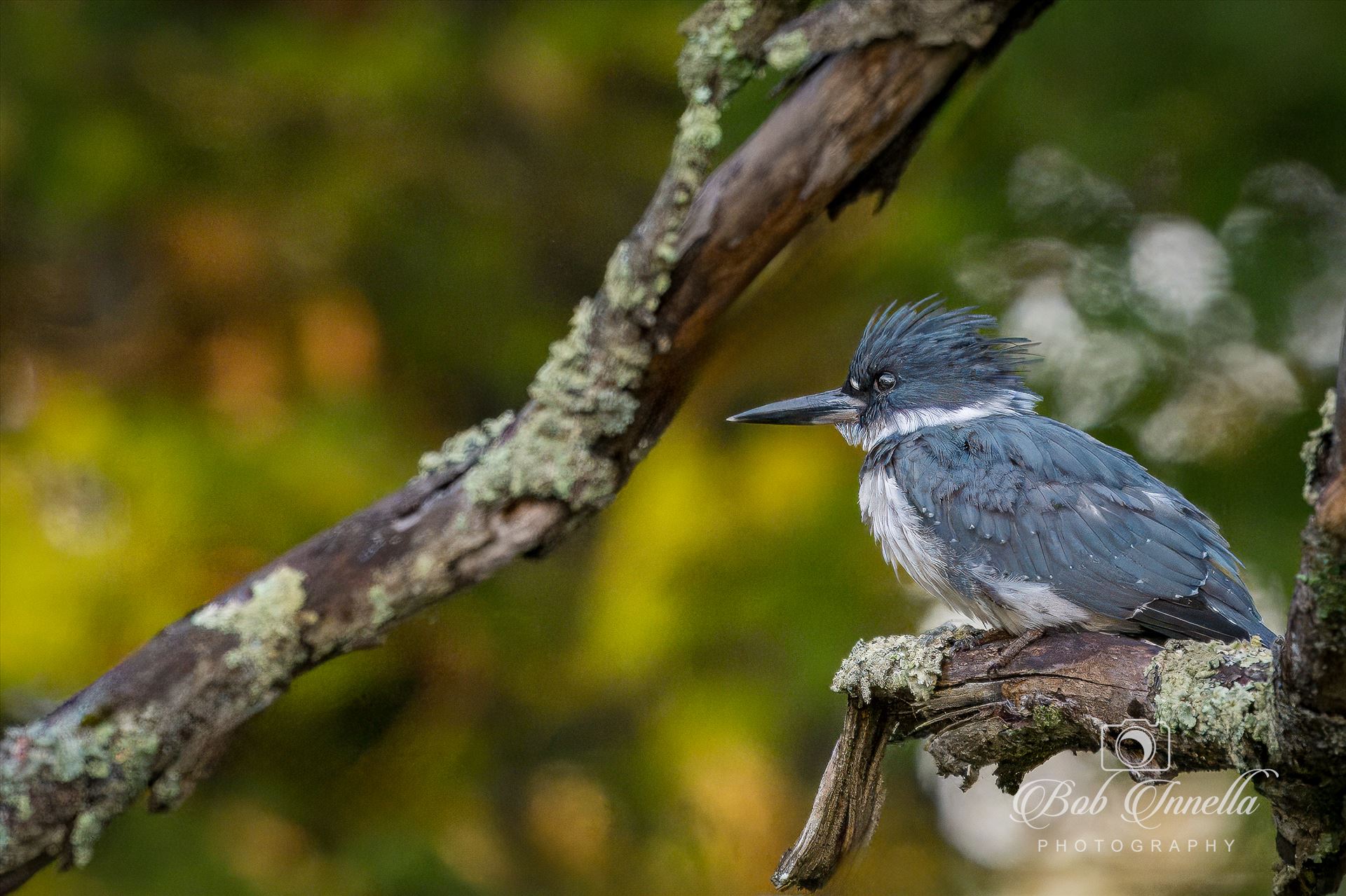 Belted Kingfisher -  by Buckmaster