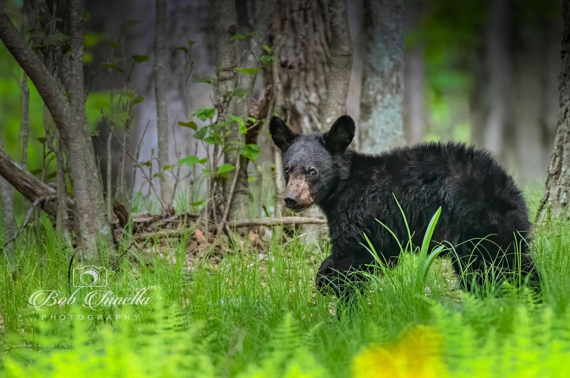 Black Bear Cub in Greenery -  by Buckmaster