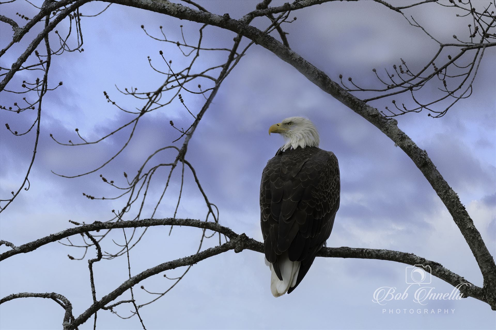 Bald Eagle on Perch Fall. -  by Buckmaster