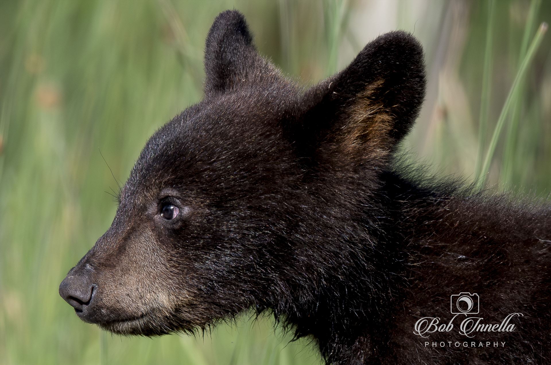Black Bear Cub Portrait - July 2023 North Carolina by Buckmaster