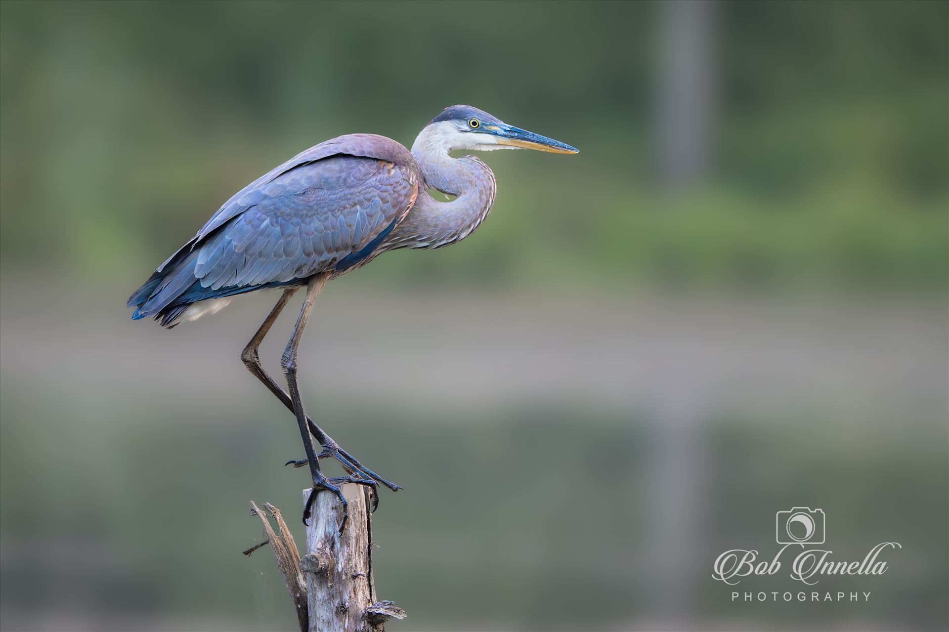 Great Blue Heron -  by Buckmaster