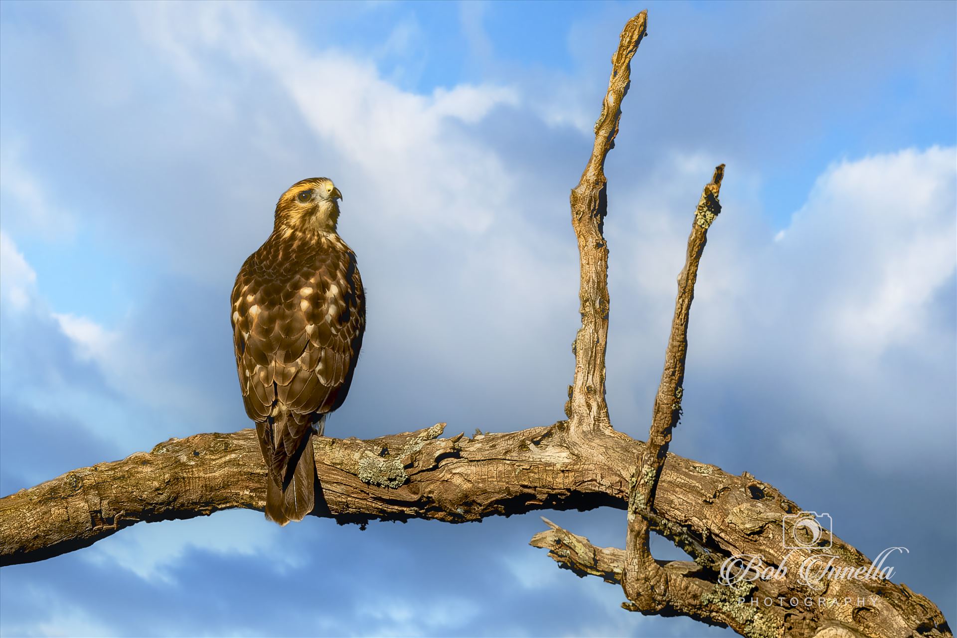 Hawk Perched On Dead Tree -  by Buckmaster