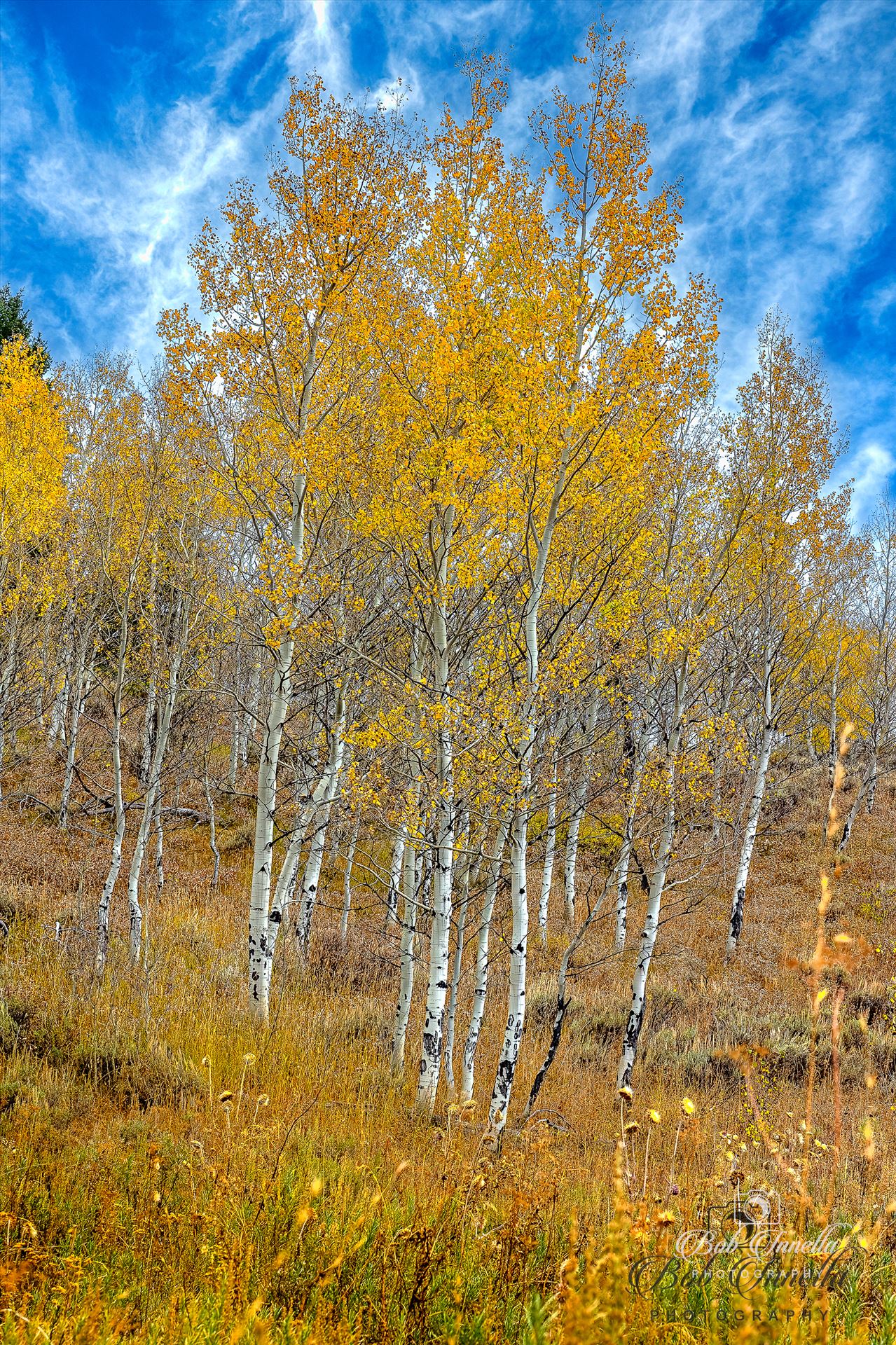 Aspens in Wyoming in October -  by Buckmaster