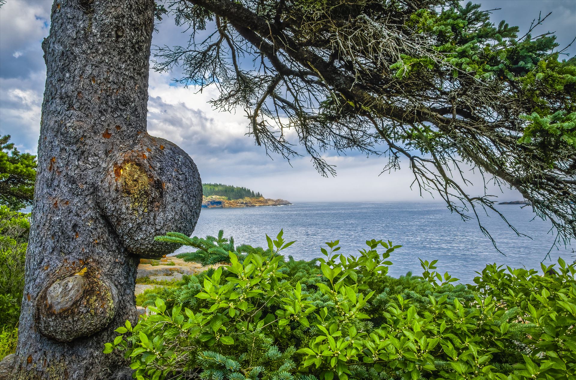 Knobby Tree at Acadia - Acadia National Park, Maine by Buckmaster