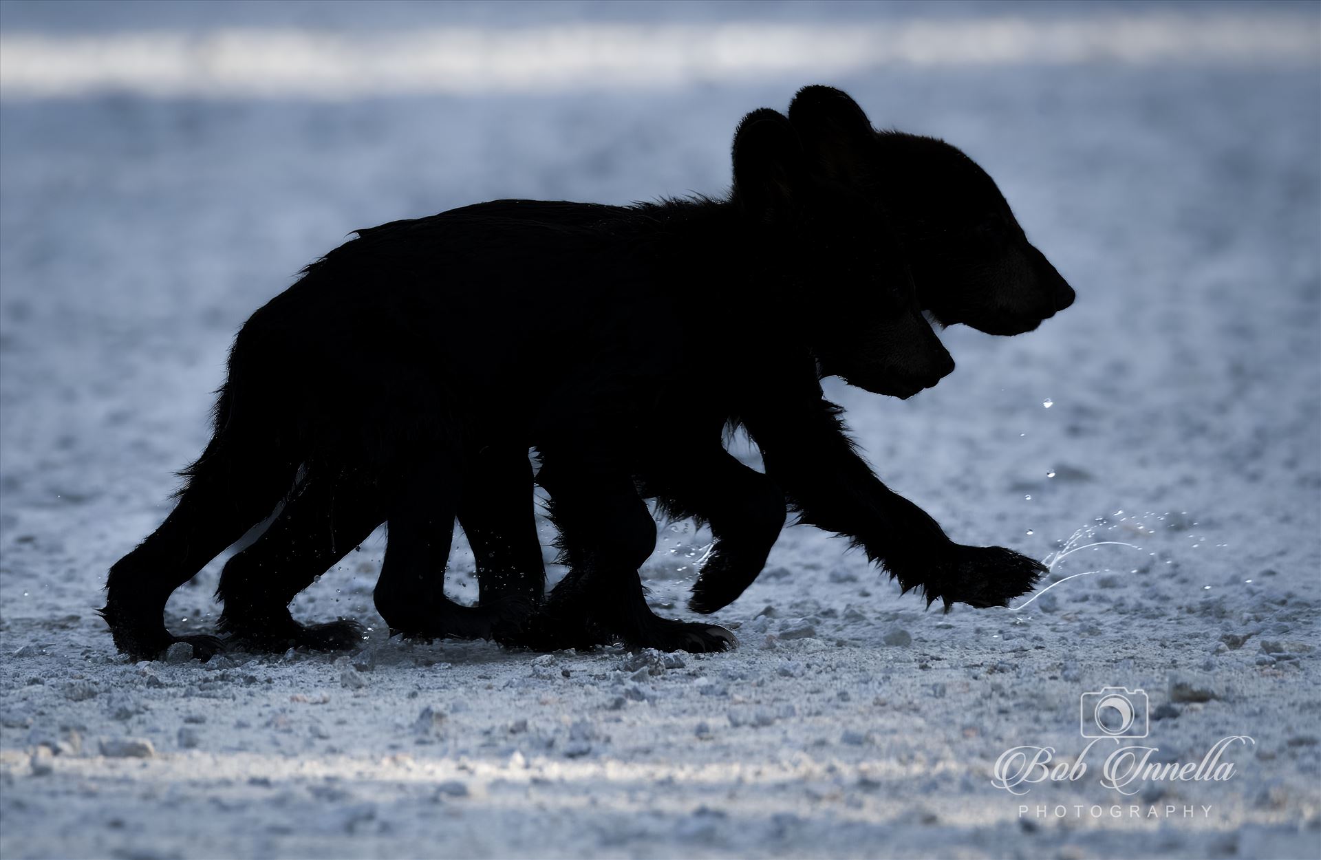 2 Black Bear Cubs Silhouetted coming out of Creek - July 2023 North Carolina by Buckmaster