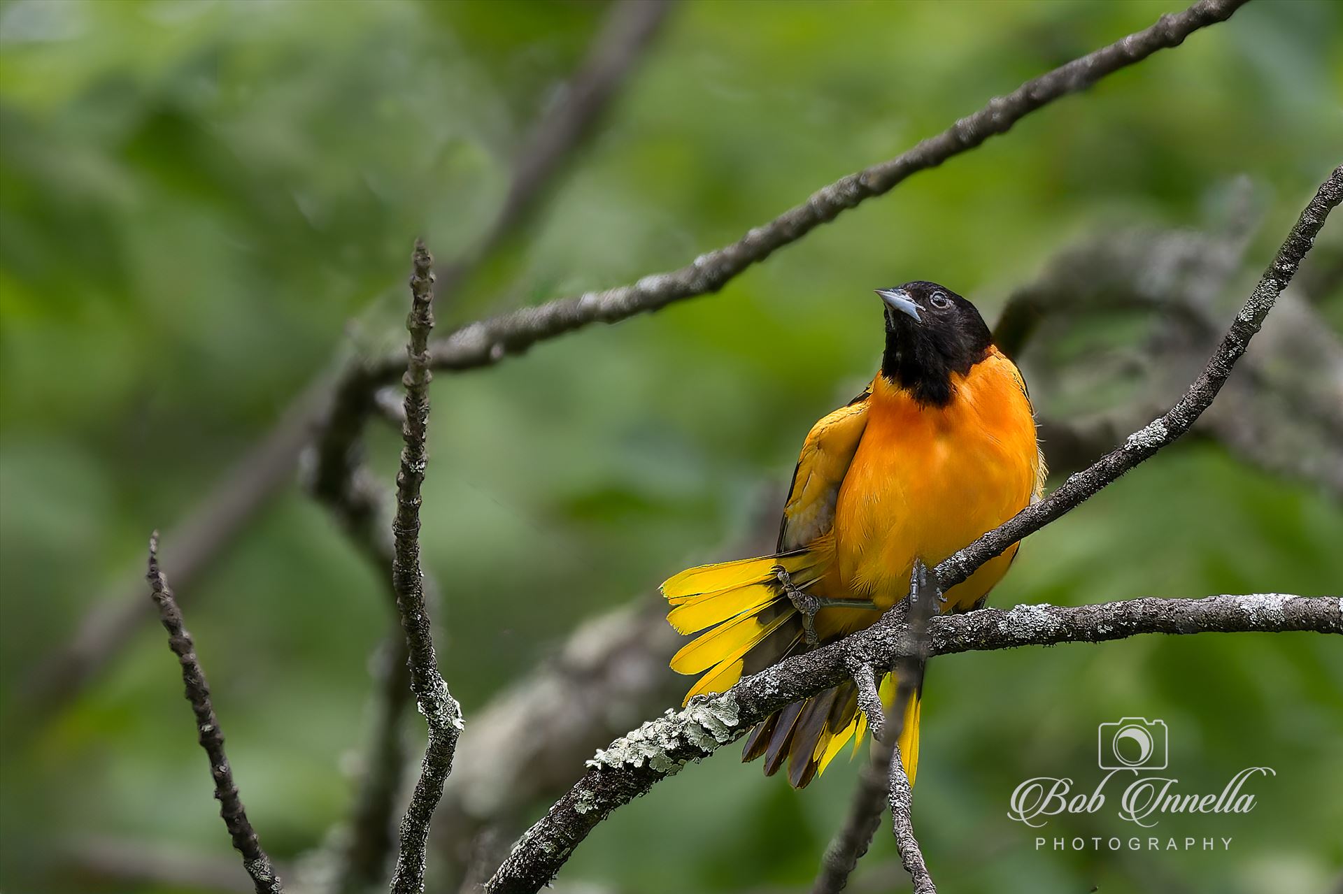 Baltimore Oriole -  by Buckmaster