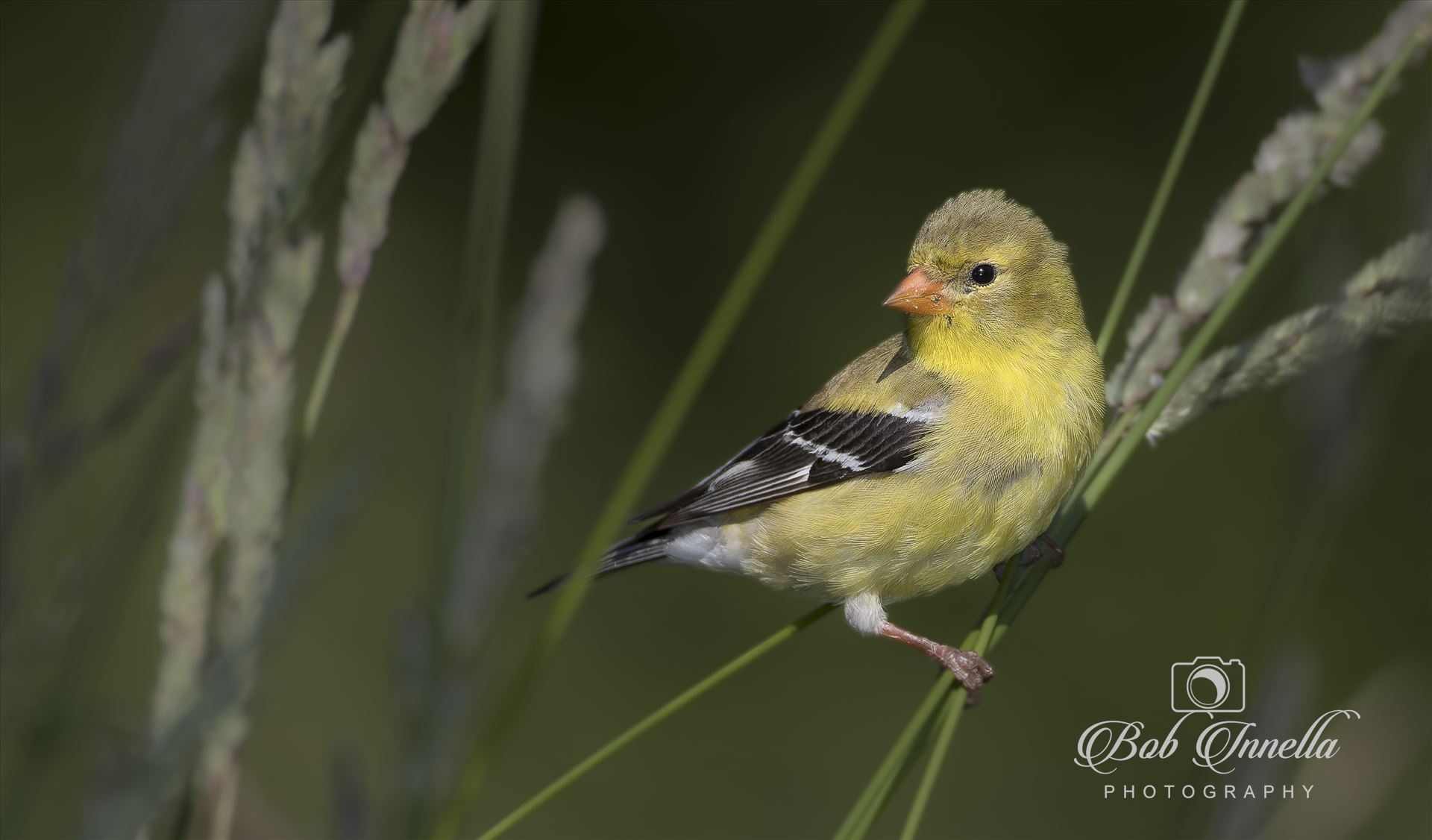 Female American Goldfinch -  by Buckmaster