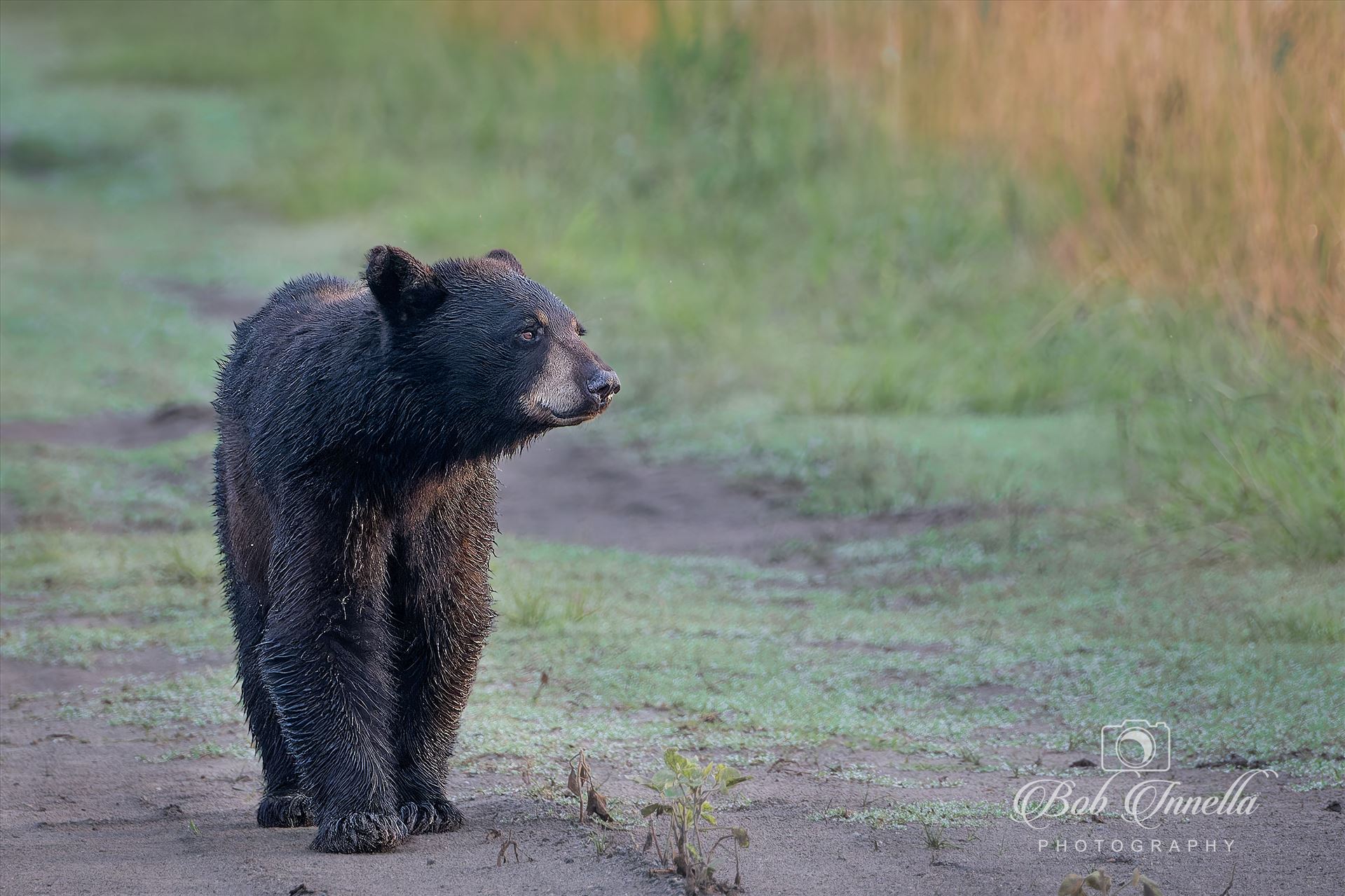 Sunrise Black Bear Walking Farmers Field Road -  by Buckmaster