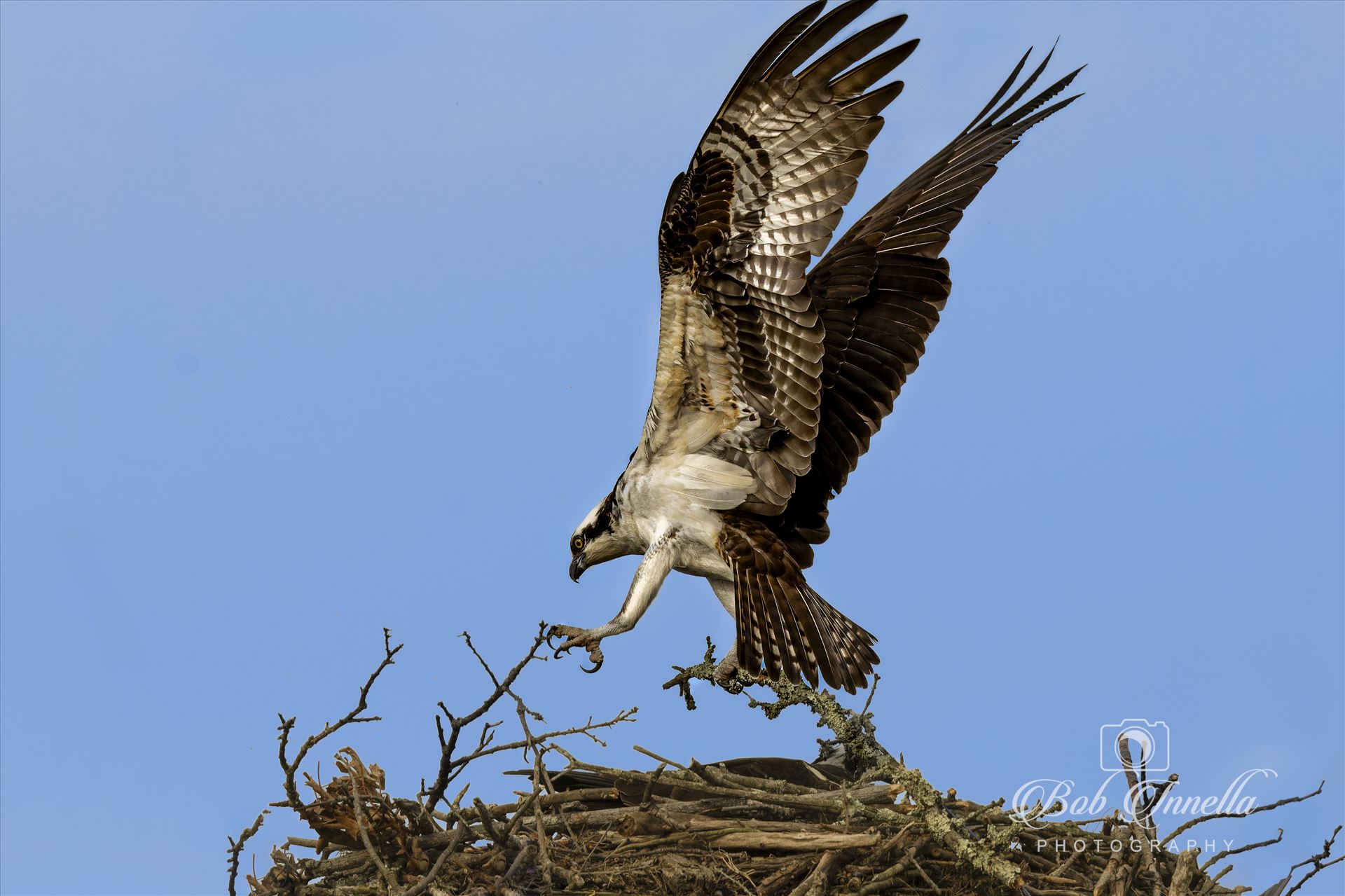 Osprey Putting Tree Branch on Nest -  by Buckmaster