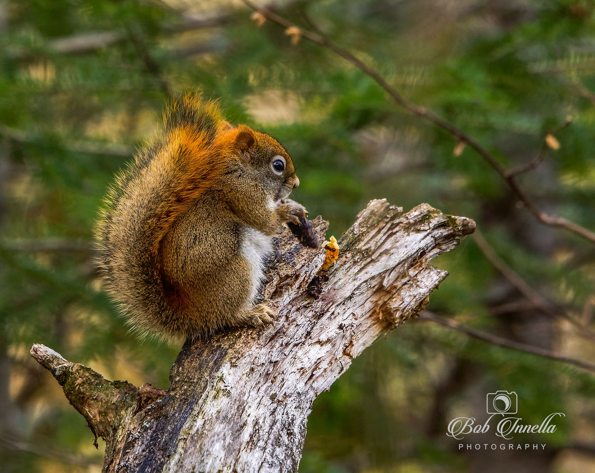 Maine Red Squirrel - Taken In Northern Maine 2017 by Buckmaster