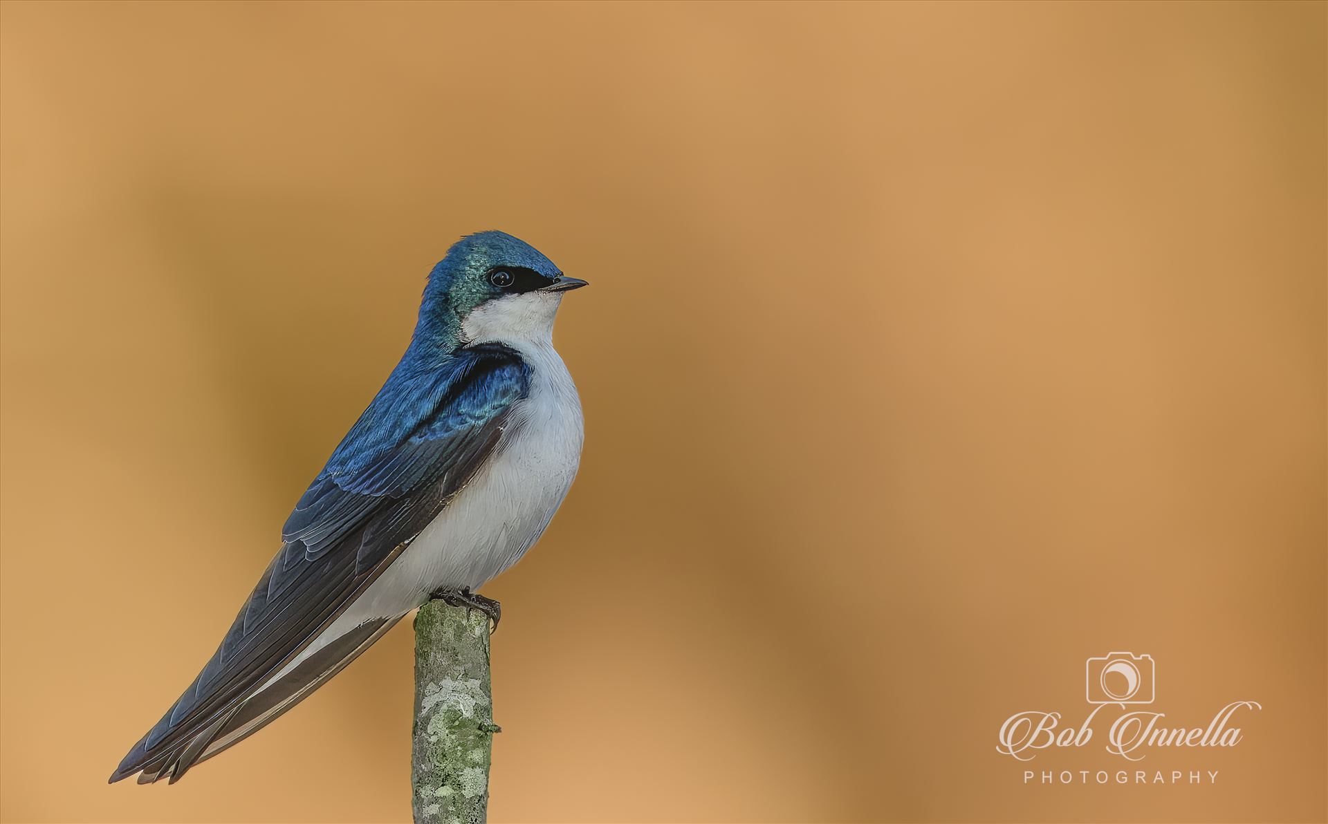 Tree Swallow in Amazing Morning Light -  by Buckmaster