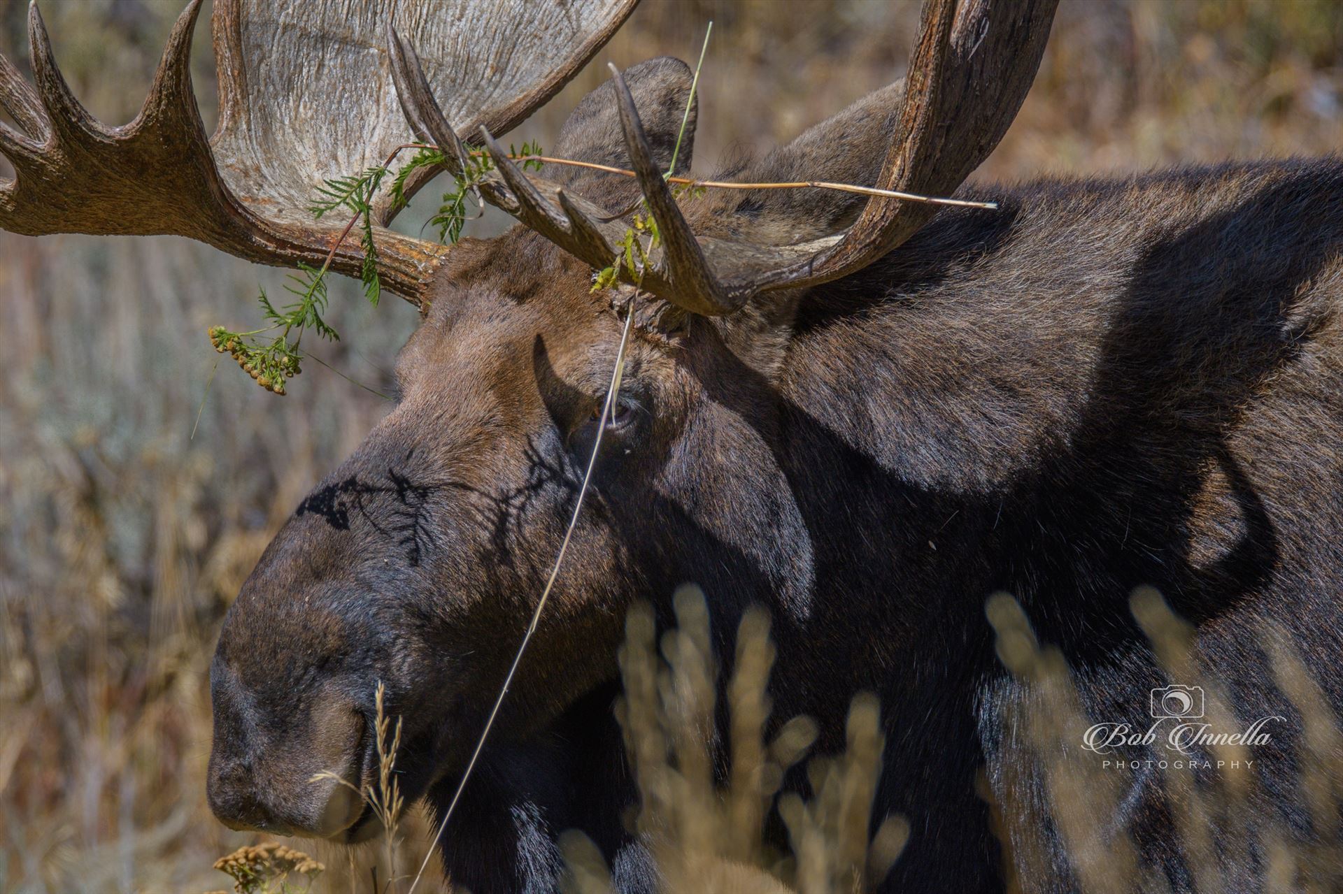Bull Moose Florist -  by Buckmaster