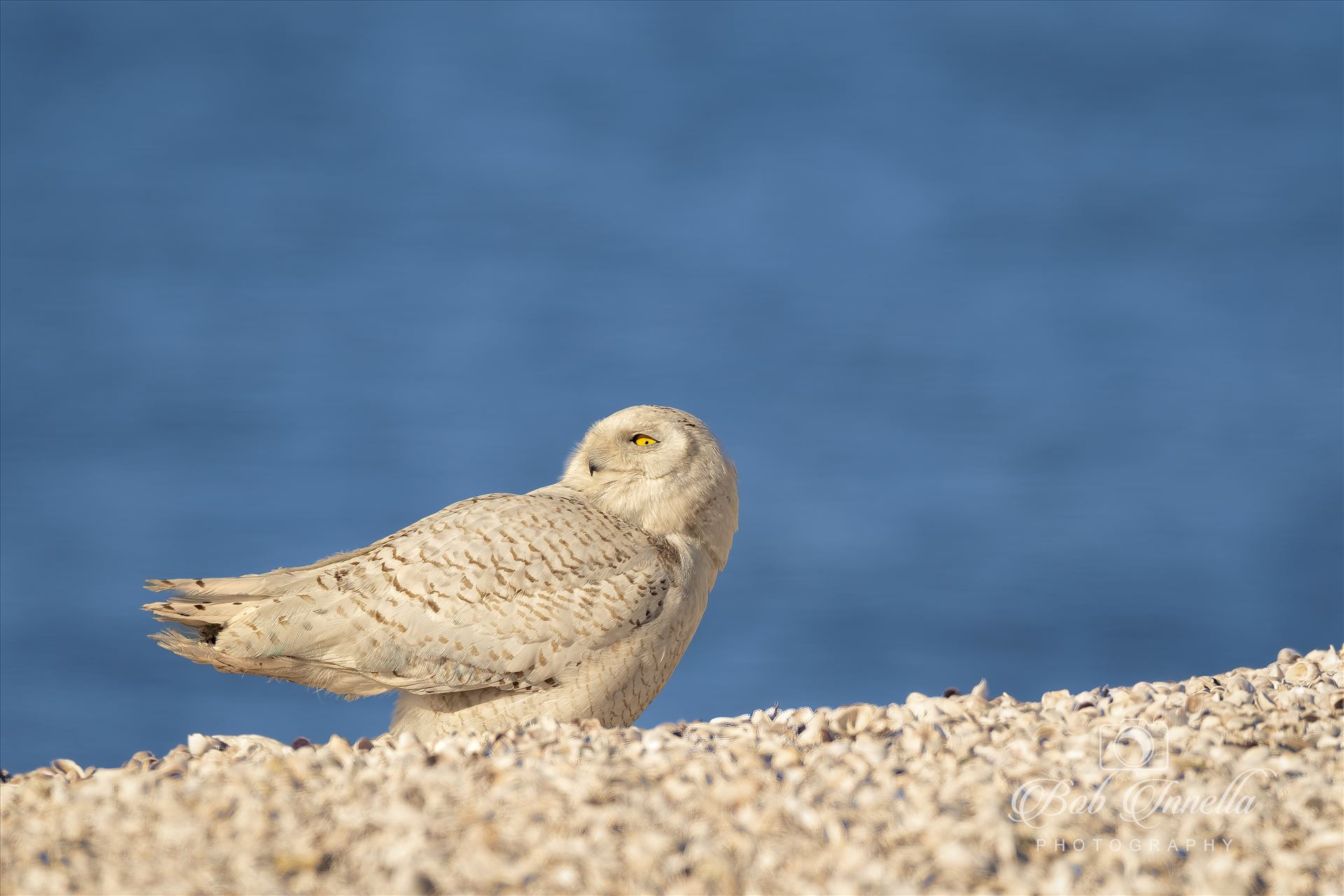 Snowy Owl -  by Buckmaster
