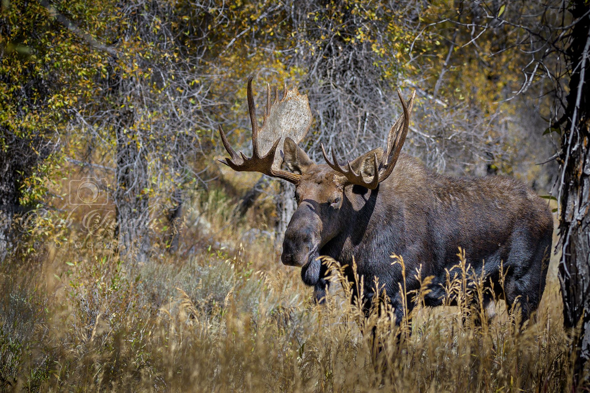 Grand Teton Moose -  by Buckmaster