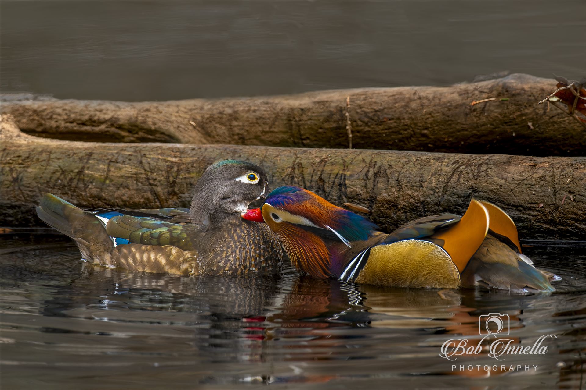 Mandarin Duck Pair -  by Buckmaster