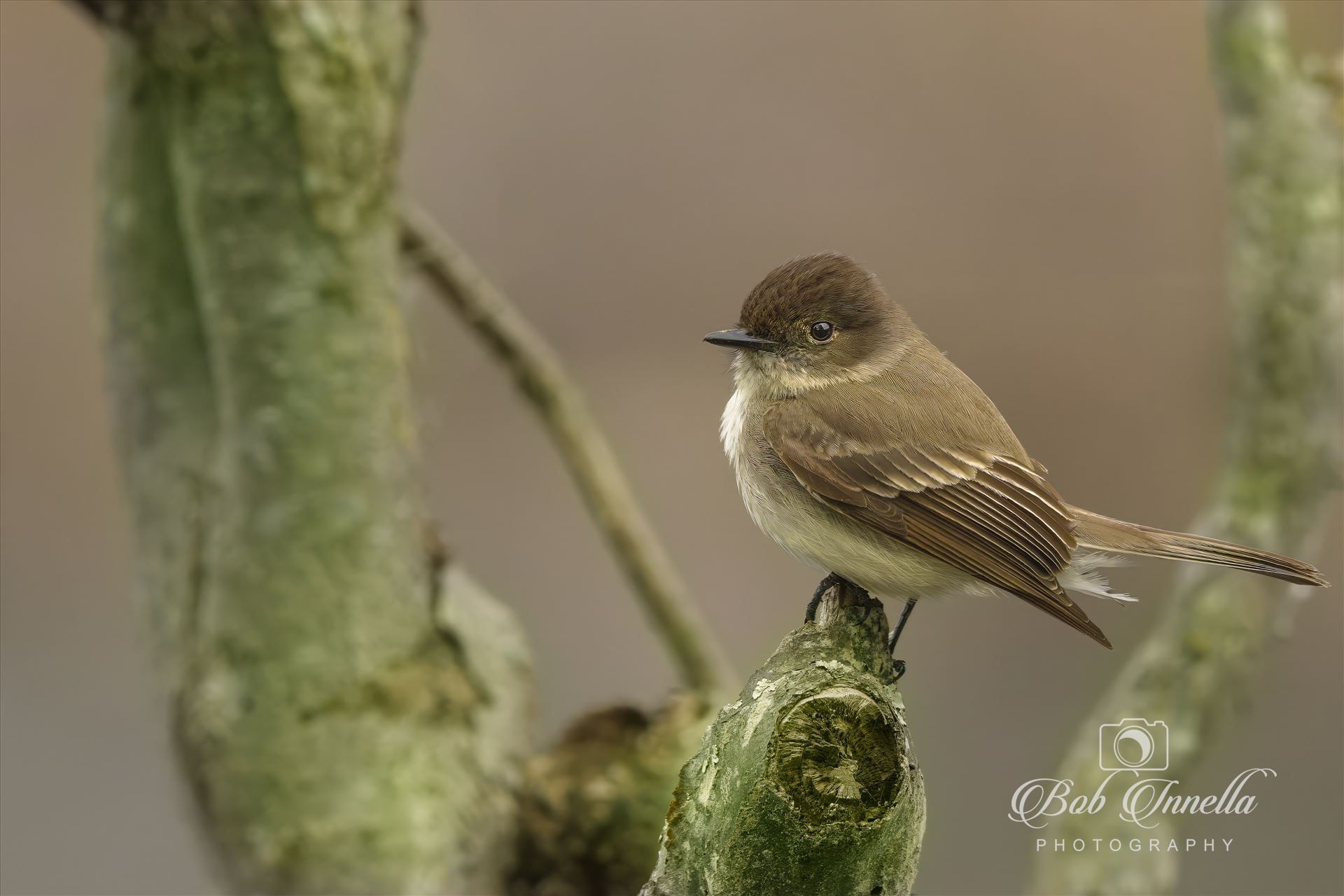 Curious Eastern Phoebe -  by Buckmaster