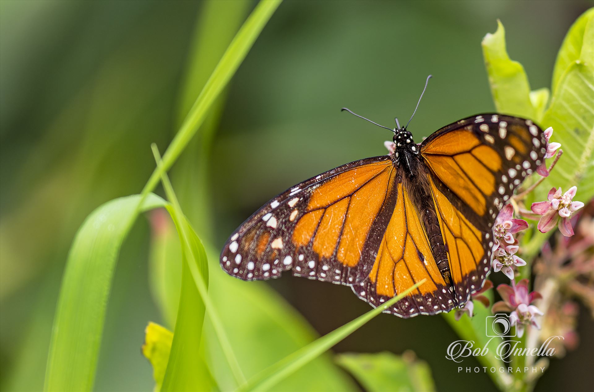 Monarch Butterfly -  by Buckmaster